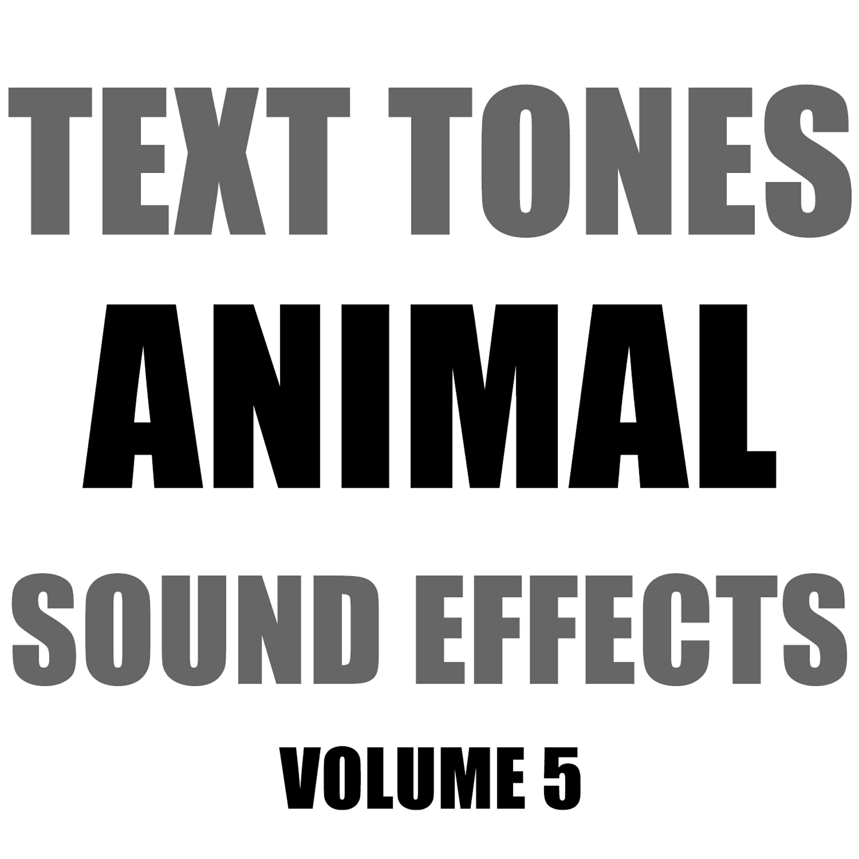 Hollywood Sound Effects Library - Killer Bees