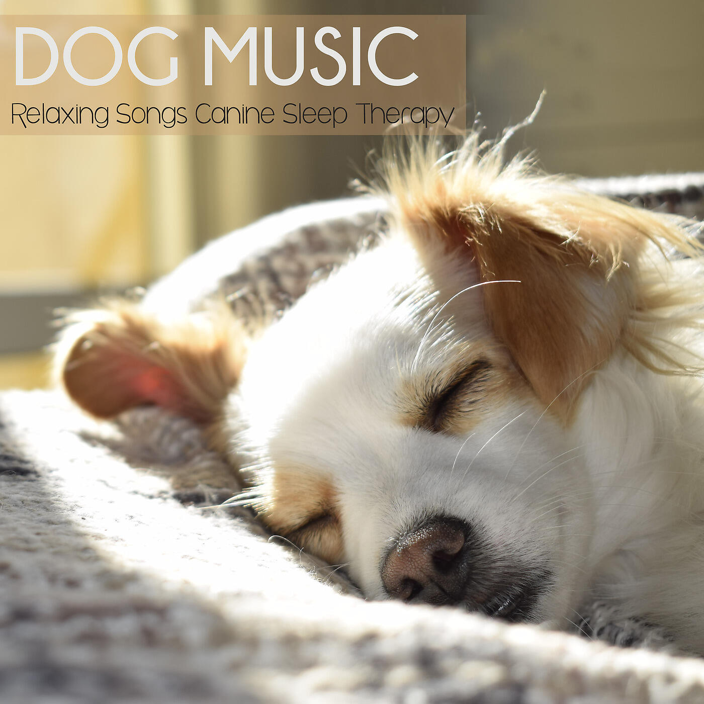 Dog Music Waves - Aurora Borealis