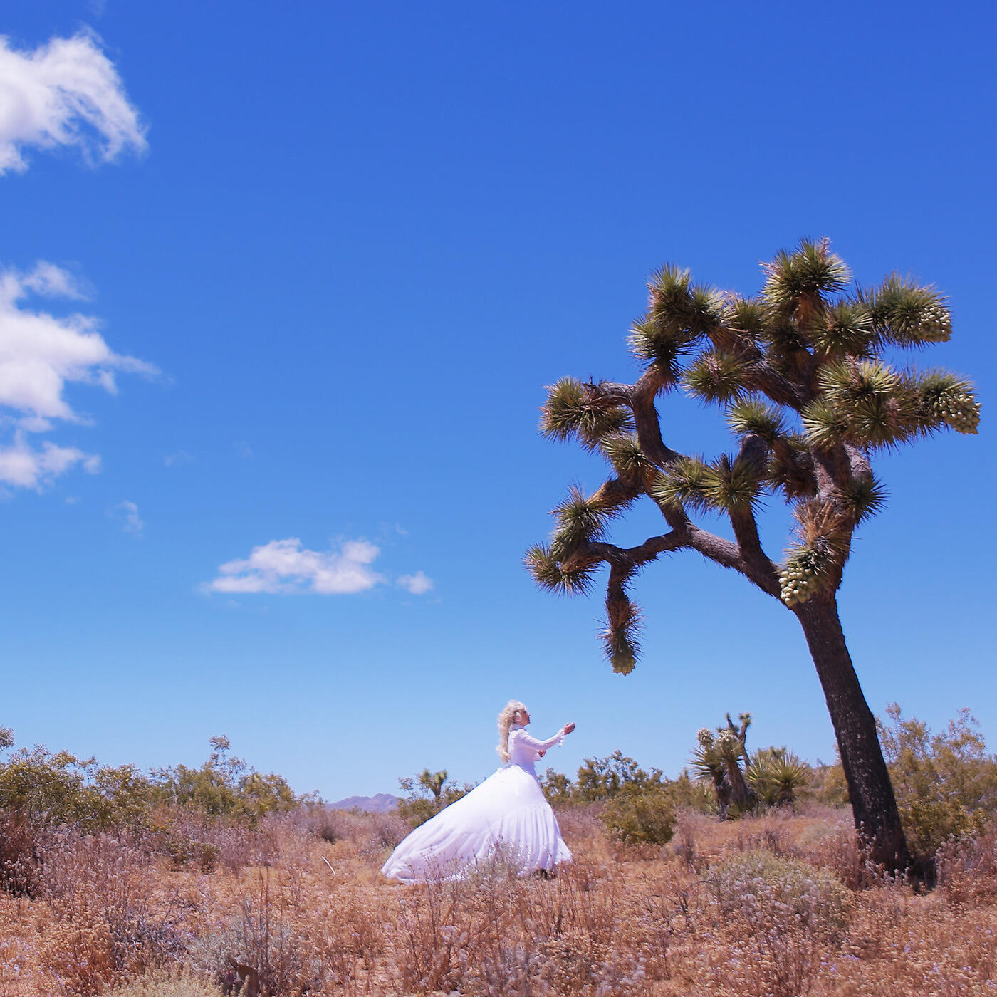 Jason Nutter - Joshua Tree
