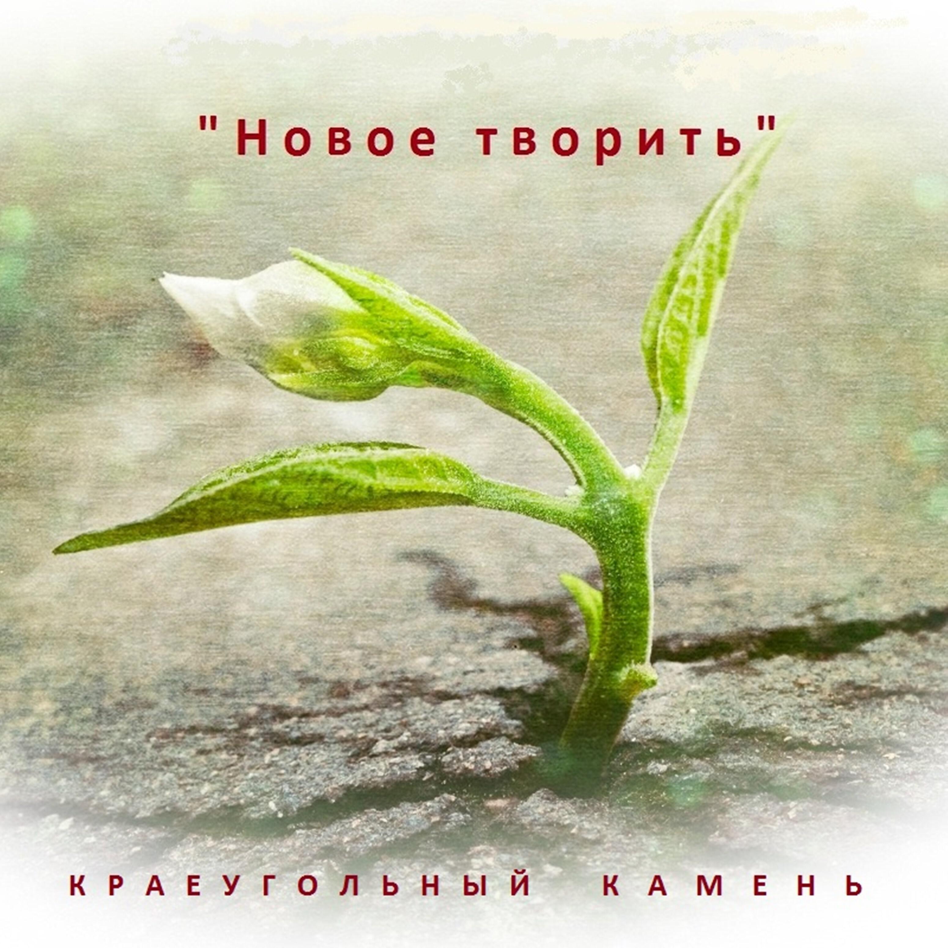 Песни краеугольного. Цветок сквозь асфальт. Краеугольный камень росы. Цветы Краеугольный камень. Камень Божье благословение