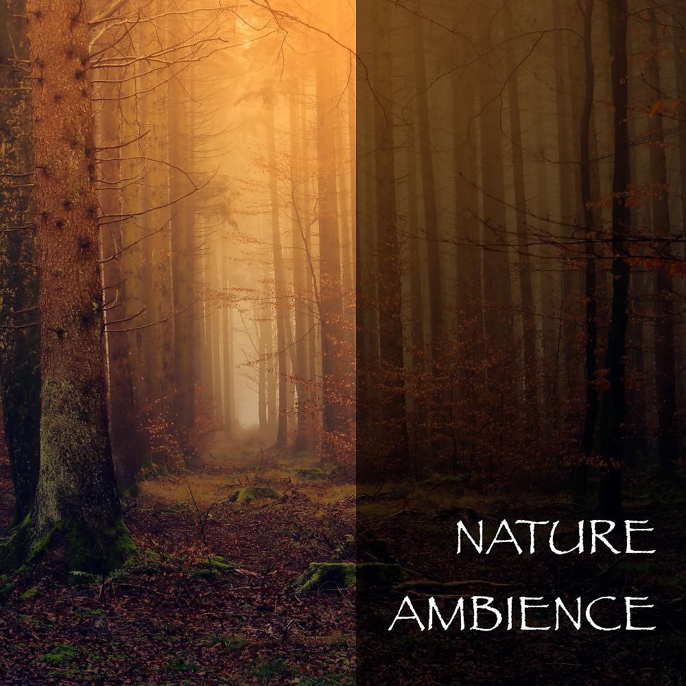 Постер альбома Nature Ambience