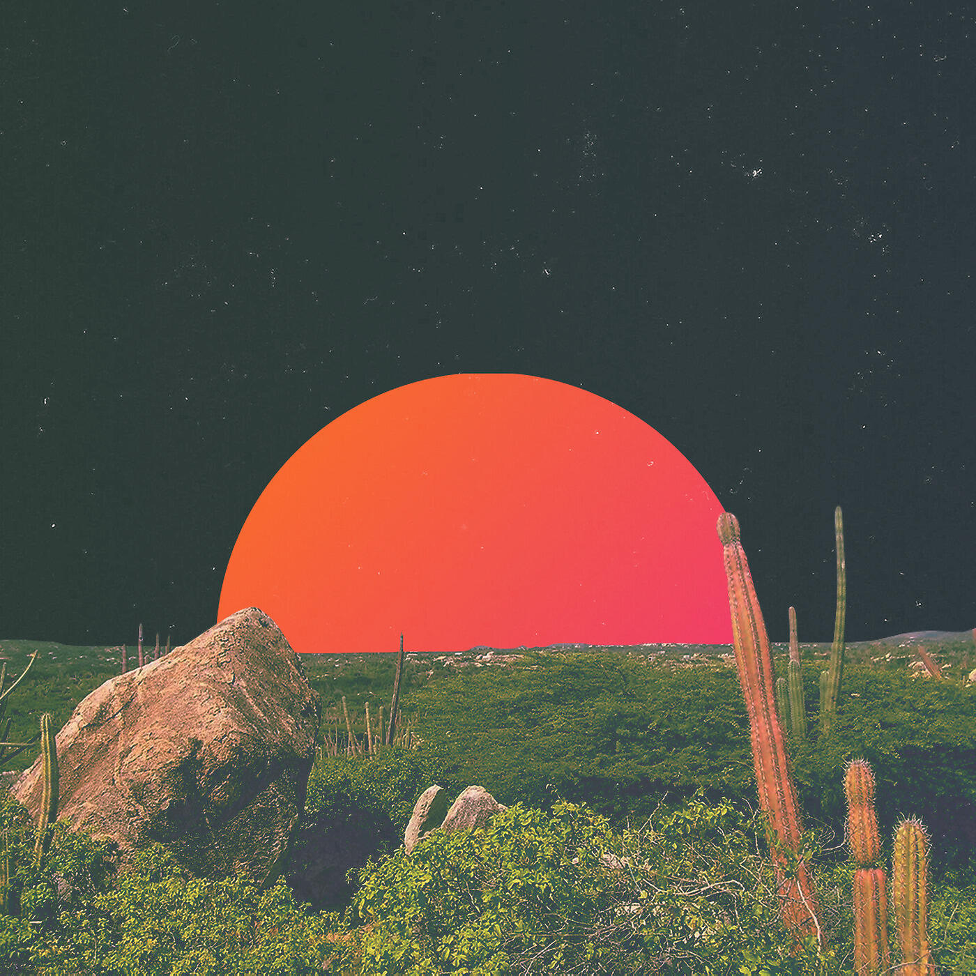 Red Licorice - Duchess