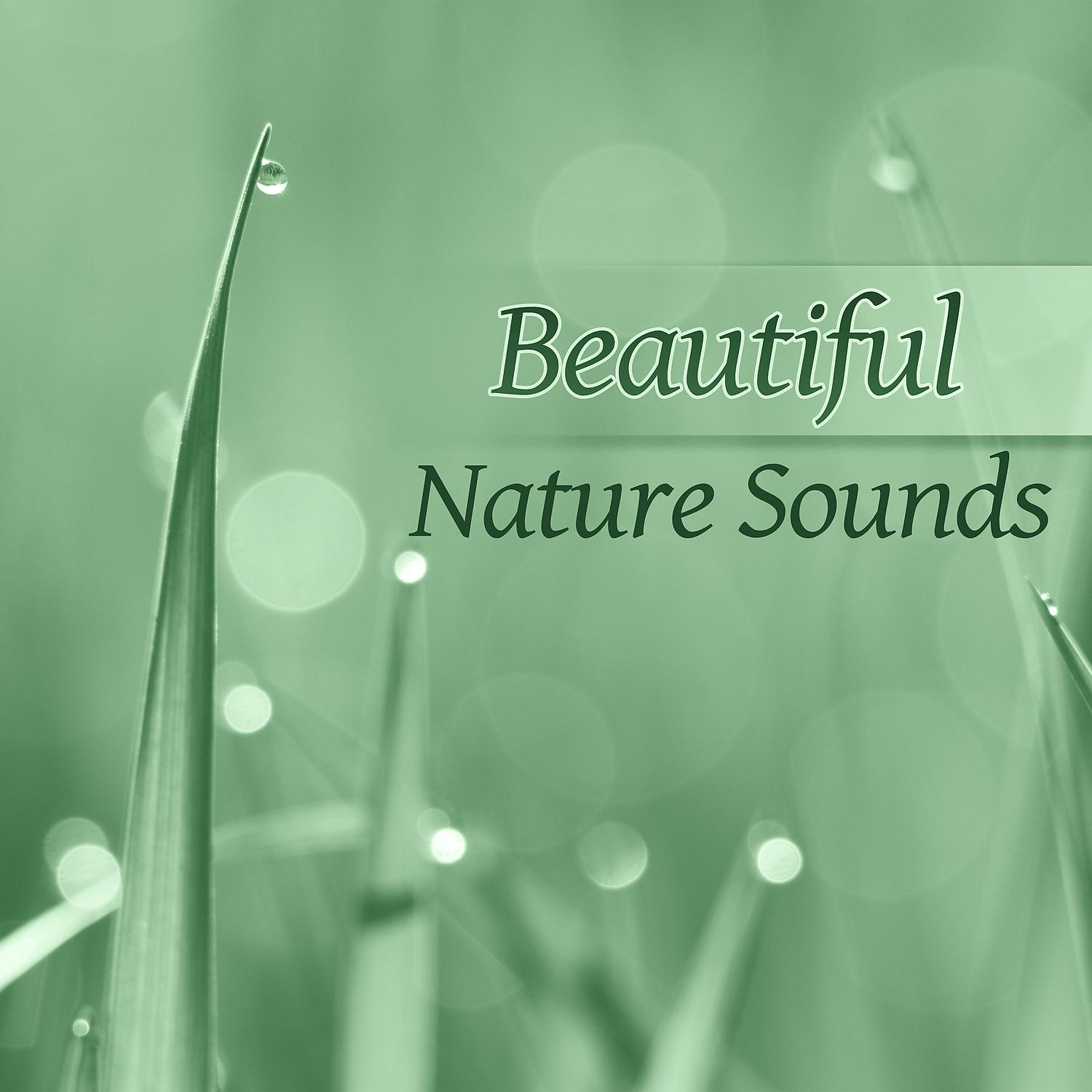 Постер альбома Beautiful Nature Sounds – Calming Nature Sounds for Relaxation, Focus, Clear Your Mind and Start a New Better Day