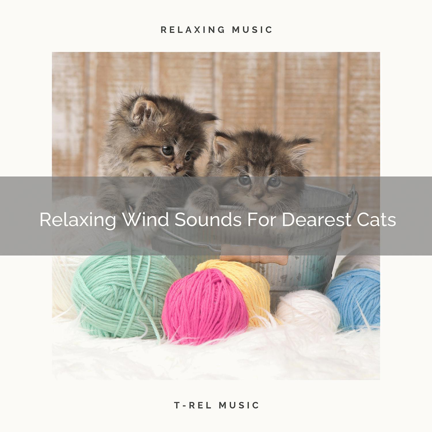 Постер альбома Relaxing Wind Sounds For Dearest Cats