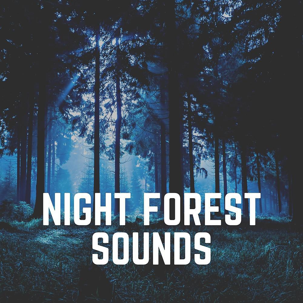 Постер альбома Night Forest Sounds