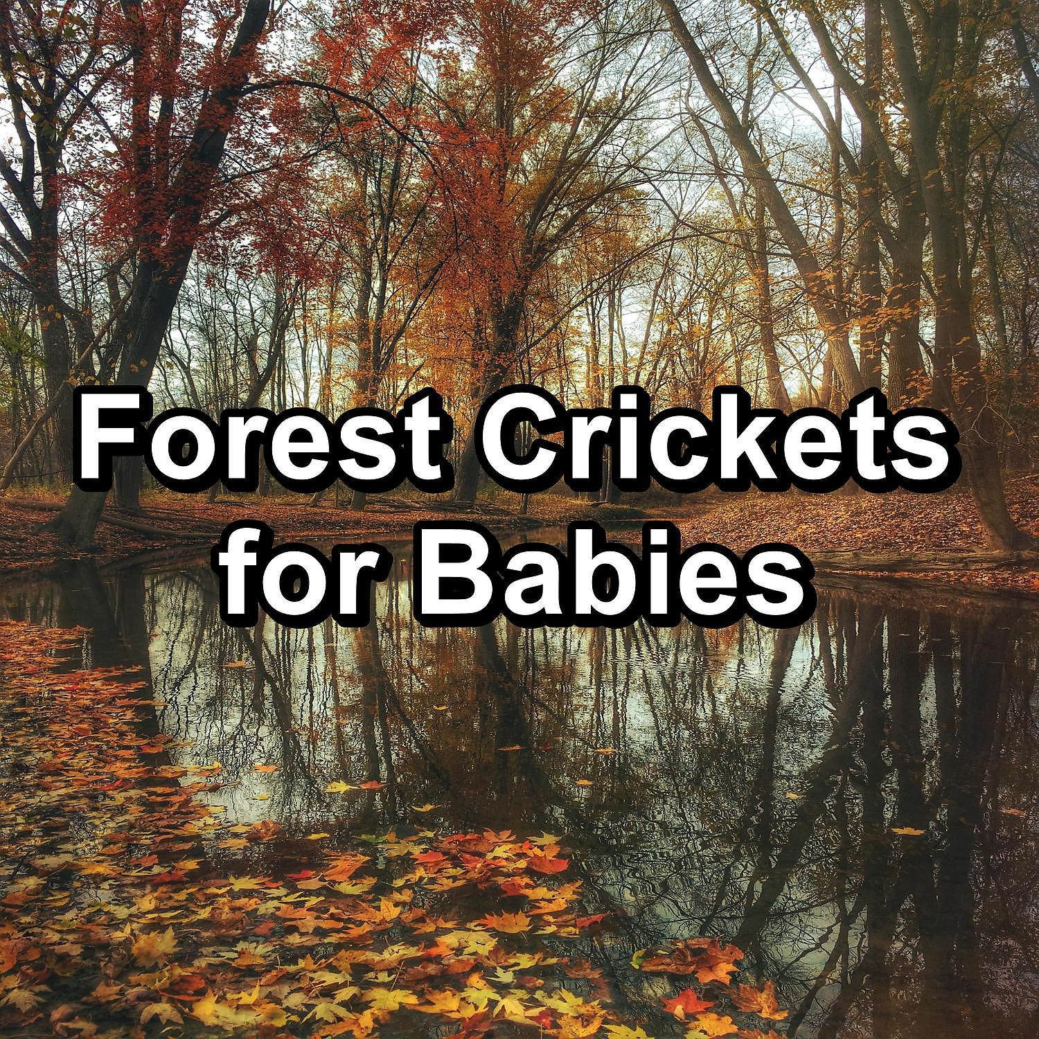 Постер альбома Forest Crickets for Babies