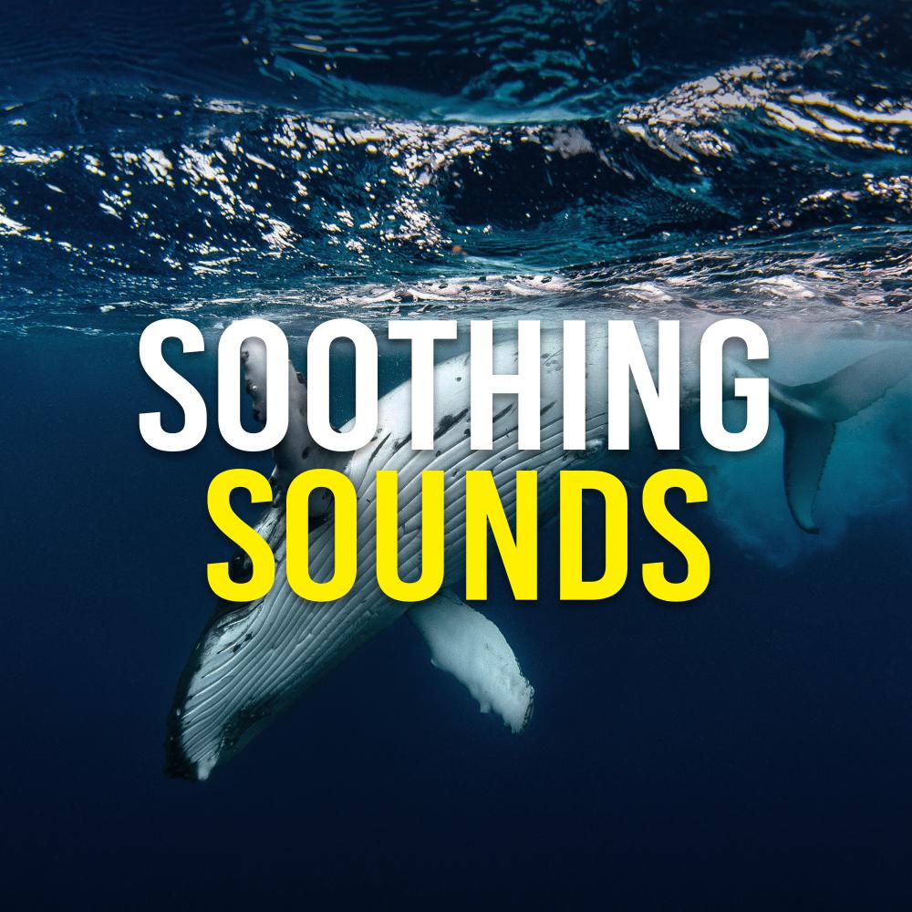 Постер альбома Soothing Sounds