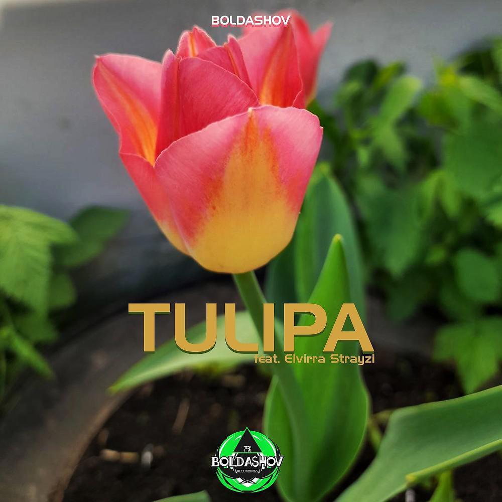 Постер альбома Tulipa