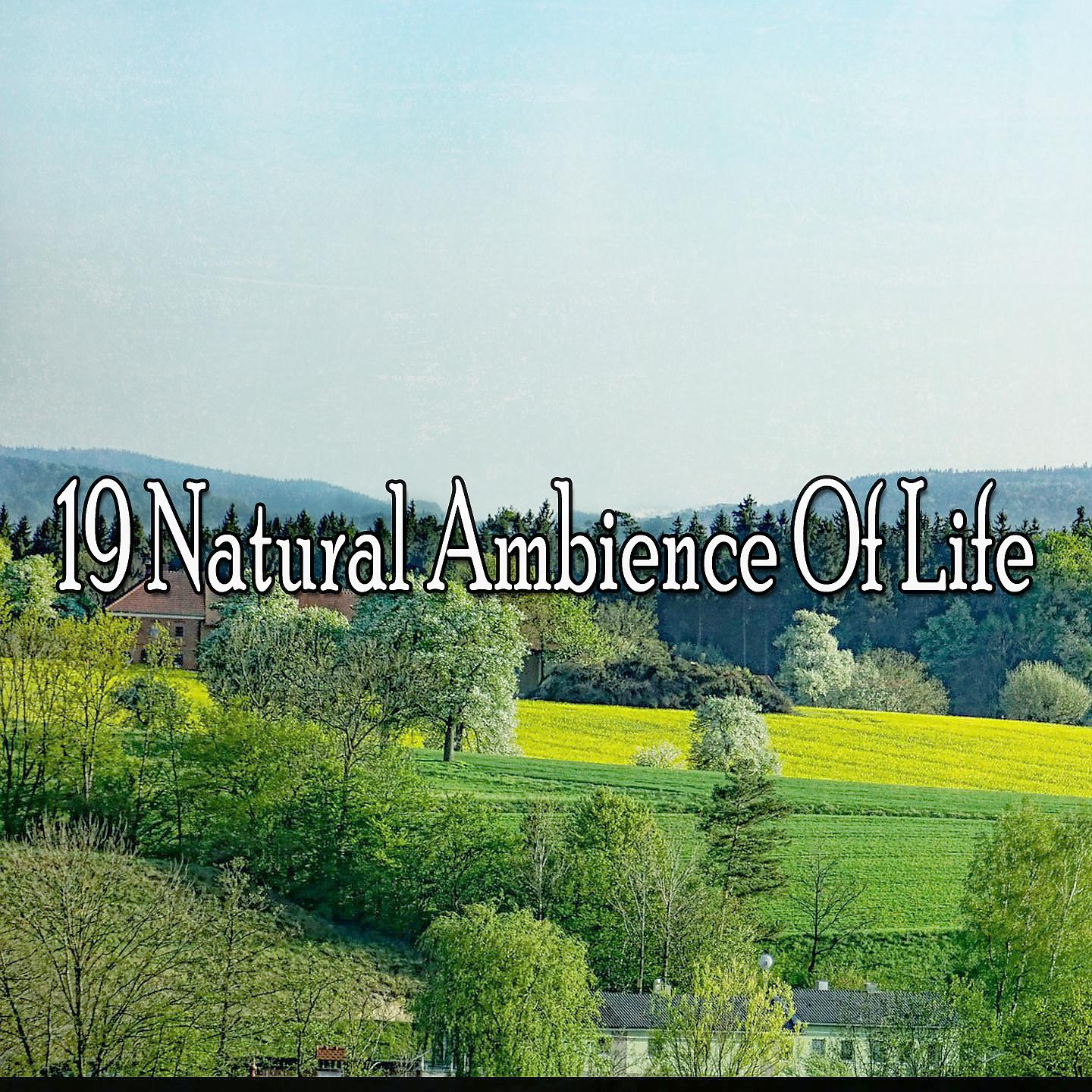 Постер альбома 19 Естественная атмосфера жизни