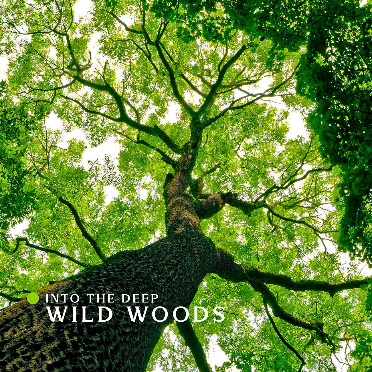 Постер альбома Into the Deep Wild Woods