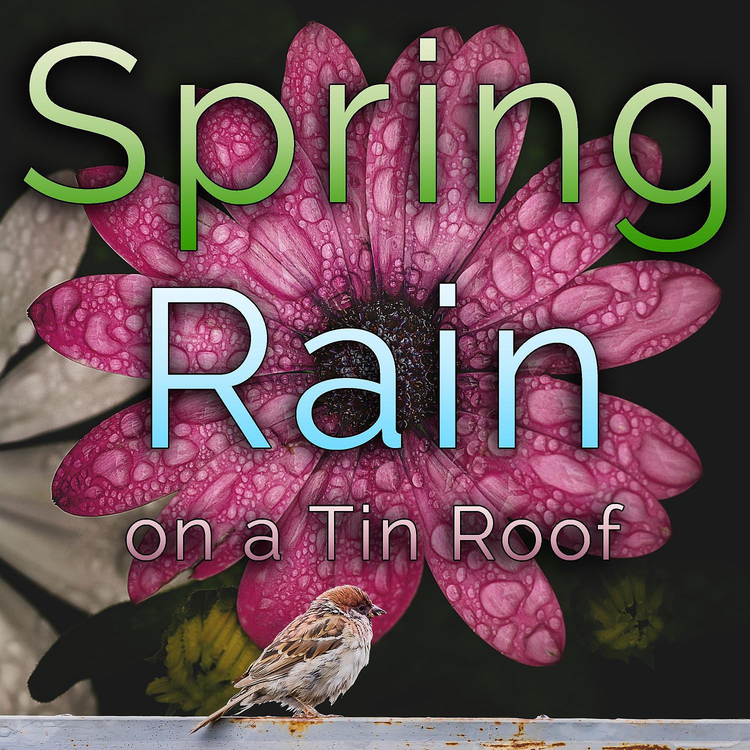 Постер альбома Spring Rain on a Tin Roof (feat. Zen Meditations from a Sleeping Buddha)