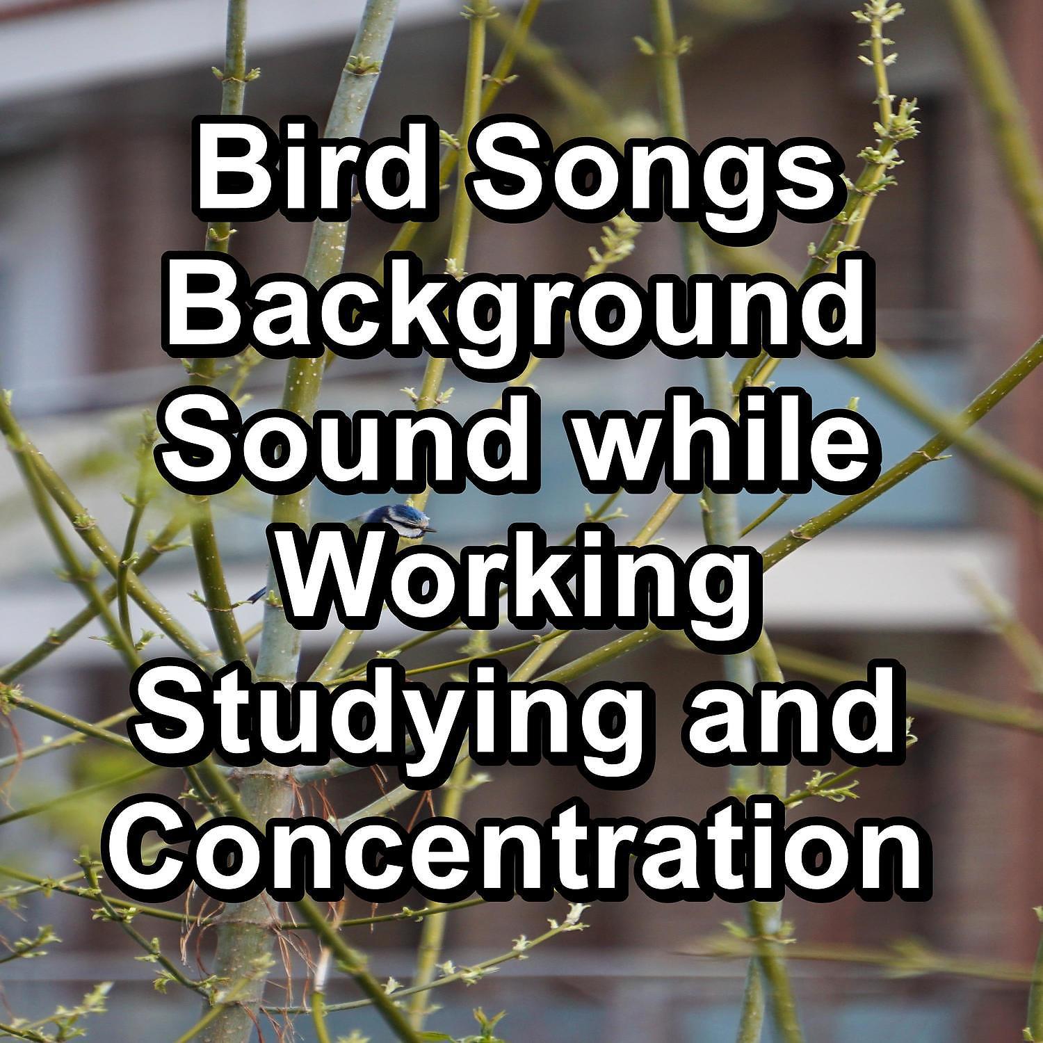 Постер альбома Bird Songs Background Sound while Working Studying and Concentration