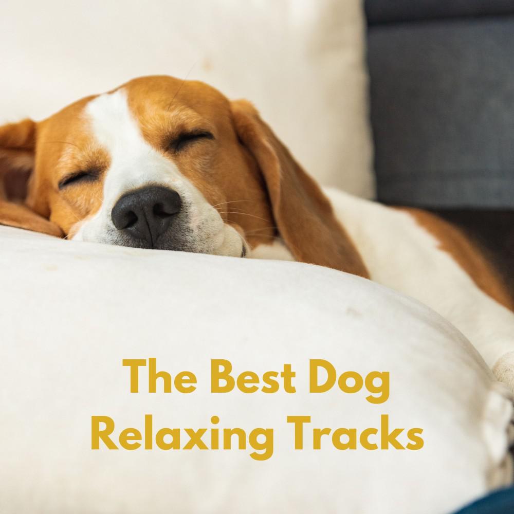 Постер альбома The Best Dog Relaxing Tracks