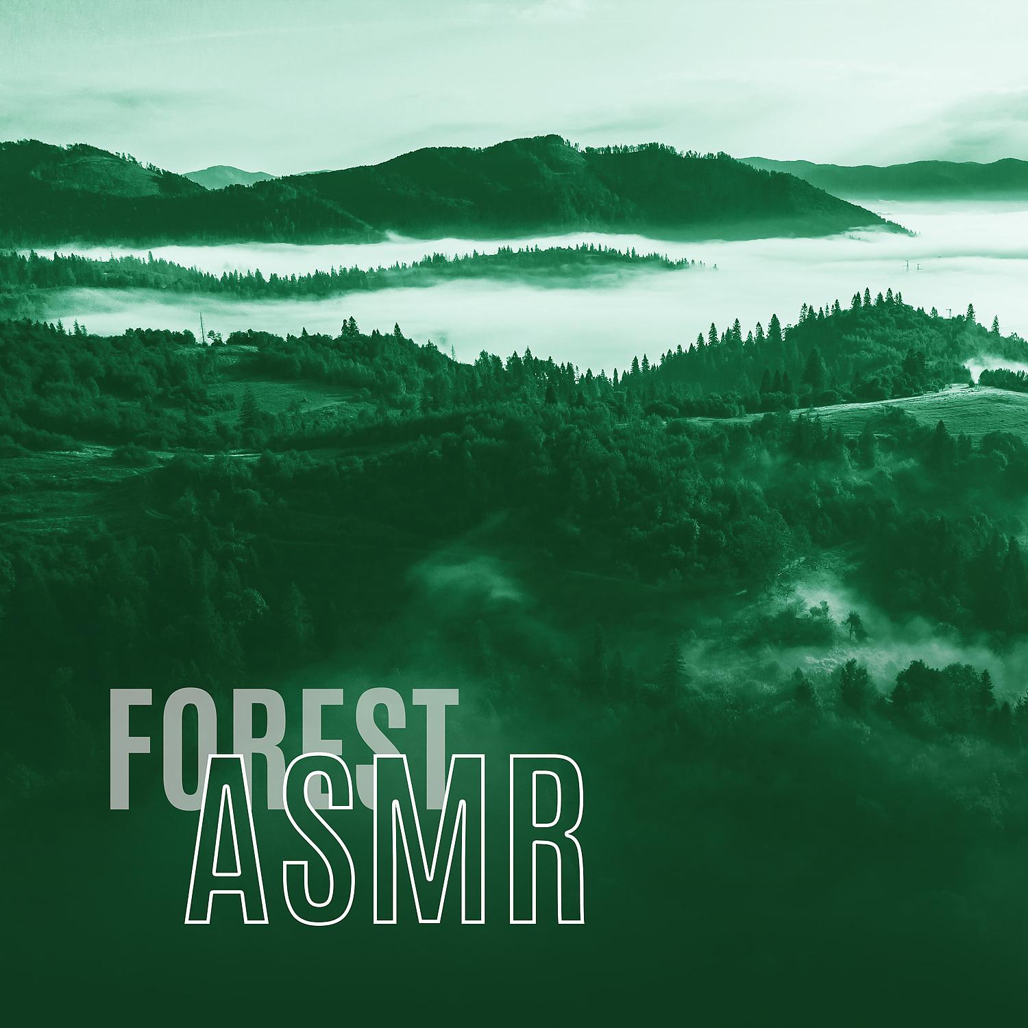 Постер альбома Forest ASMR - Relax & Meditation, Morning Nature Sounds