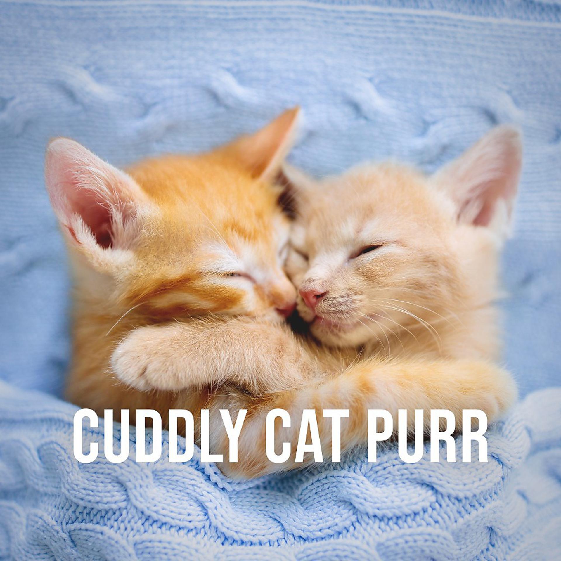Постер альбома Cuddly Cat Purr: Pleasant Purring of a Cat Cuddling into the Blanket