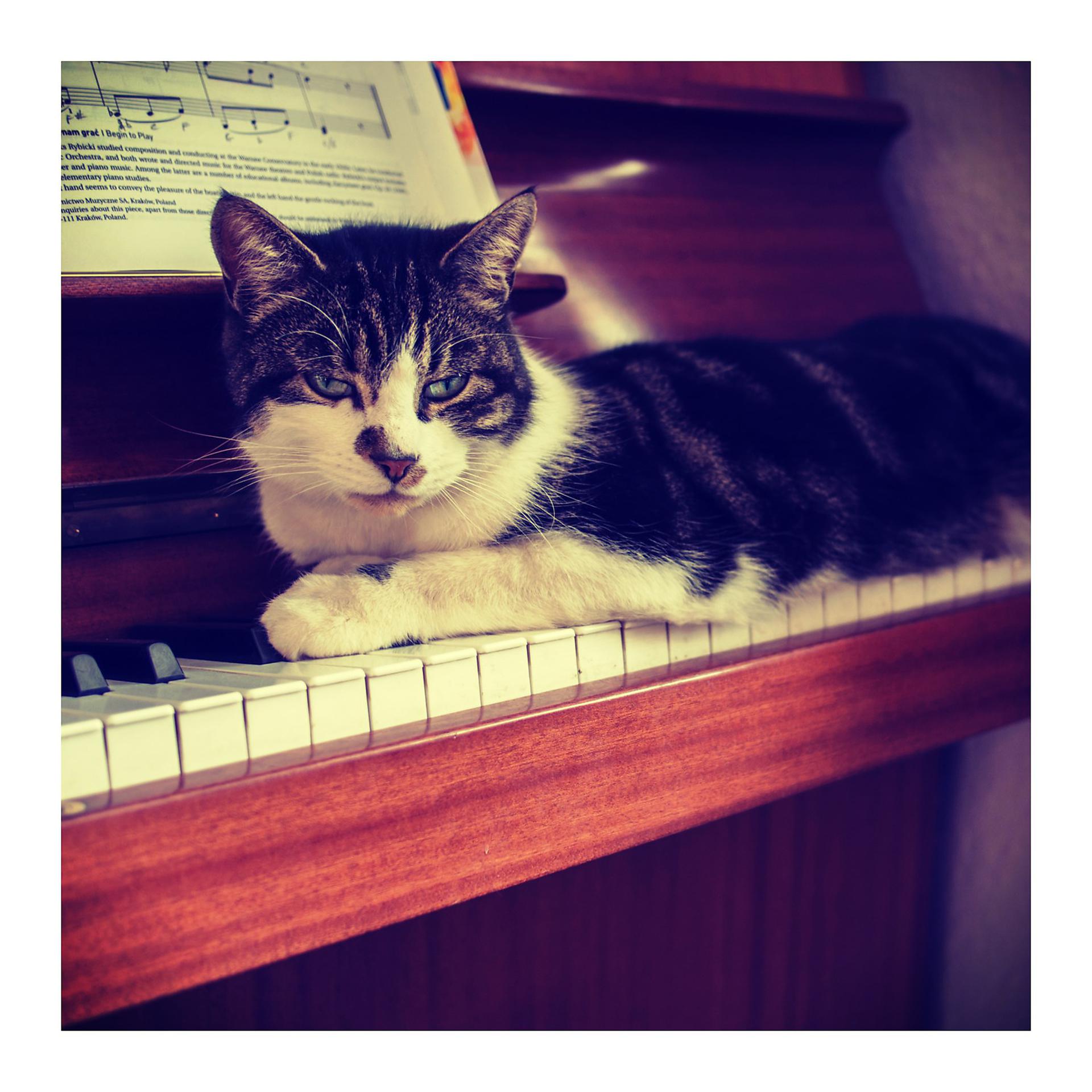 Постер альбома Cats and Piano Music