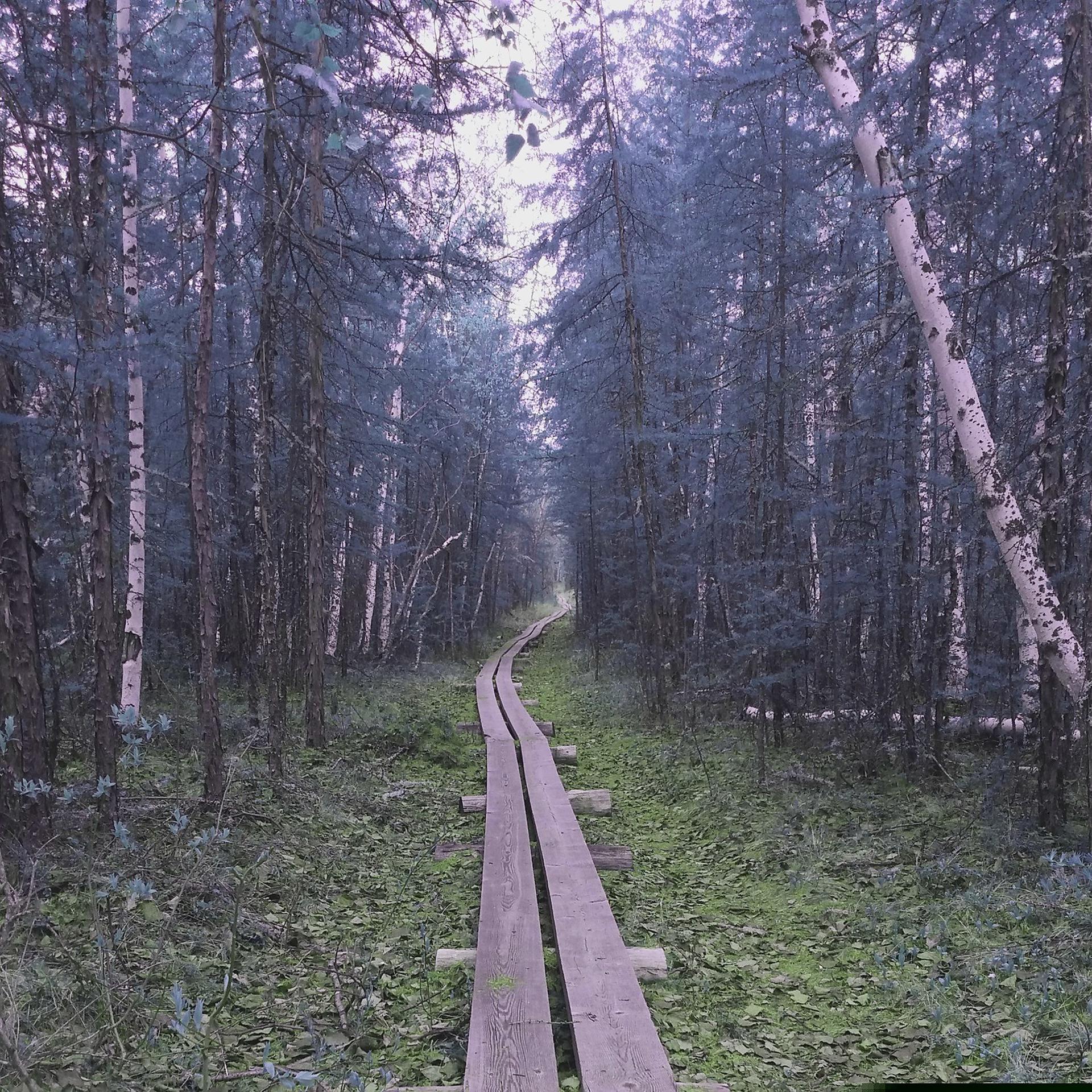 Постер альбома В лес