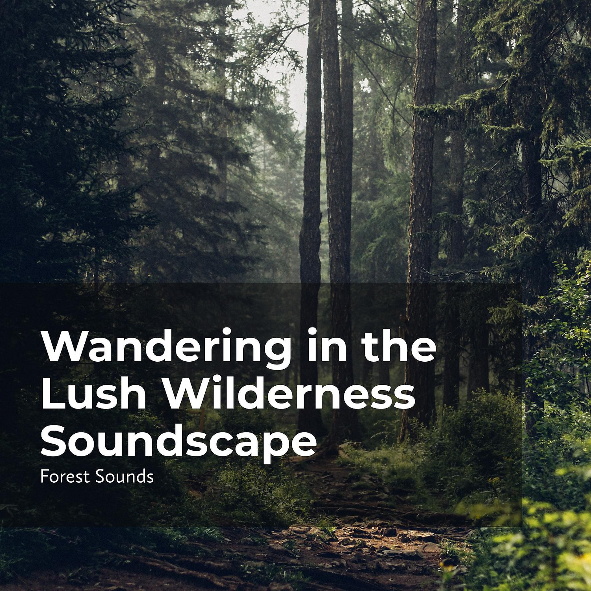 Постер альбома Wandering in the Lush Wilderness Soundscape