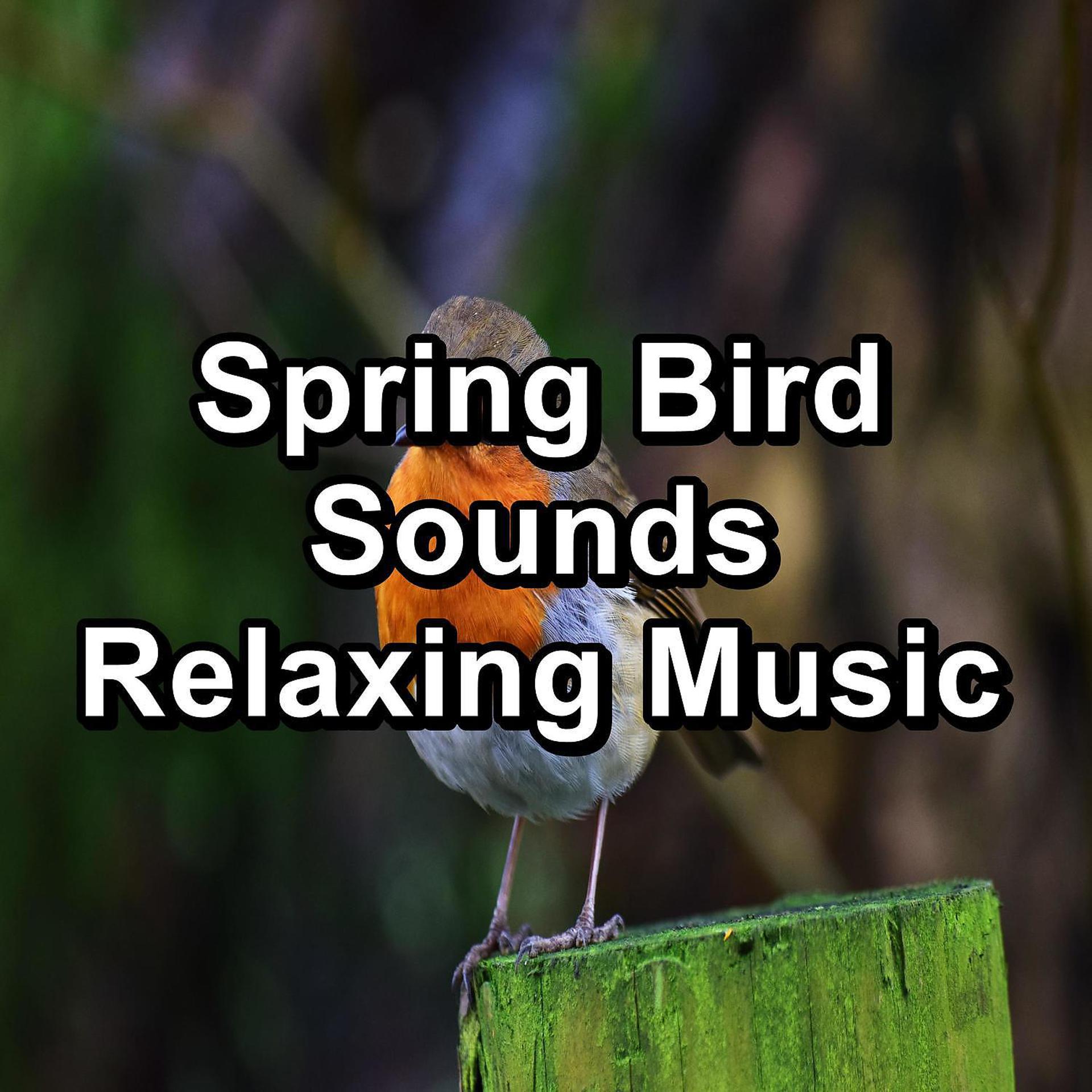 Постер альбома Spring Bird Sounds Relaxing Music
