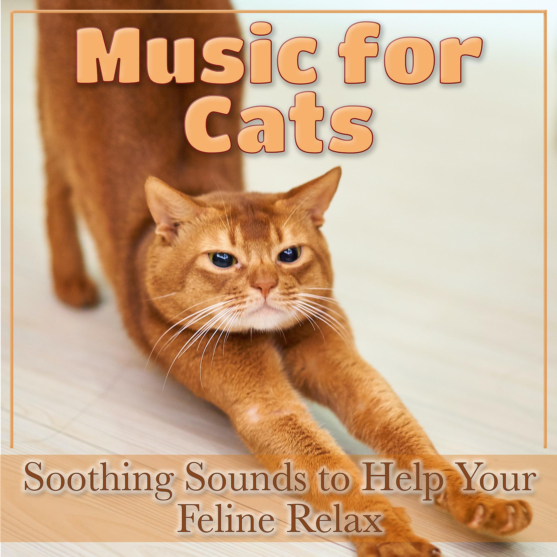 Постер альбома Music for Cats: Soothing Sounds to Help Your Feline Relax