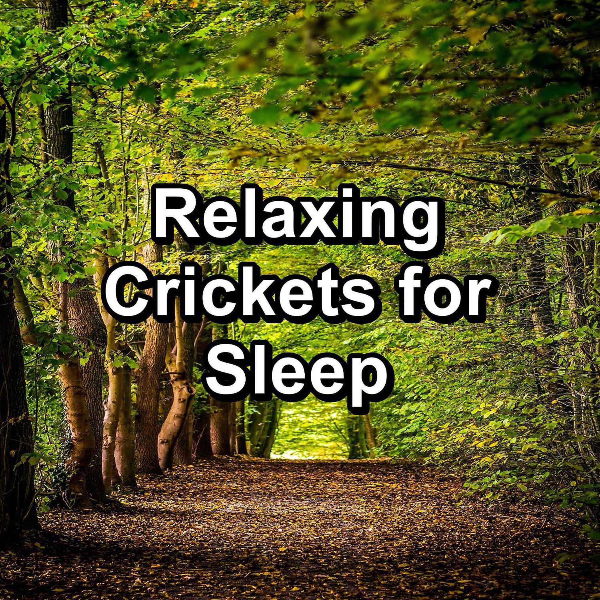Постер альбома Relaxing Crickets for Sleep