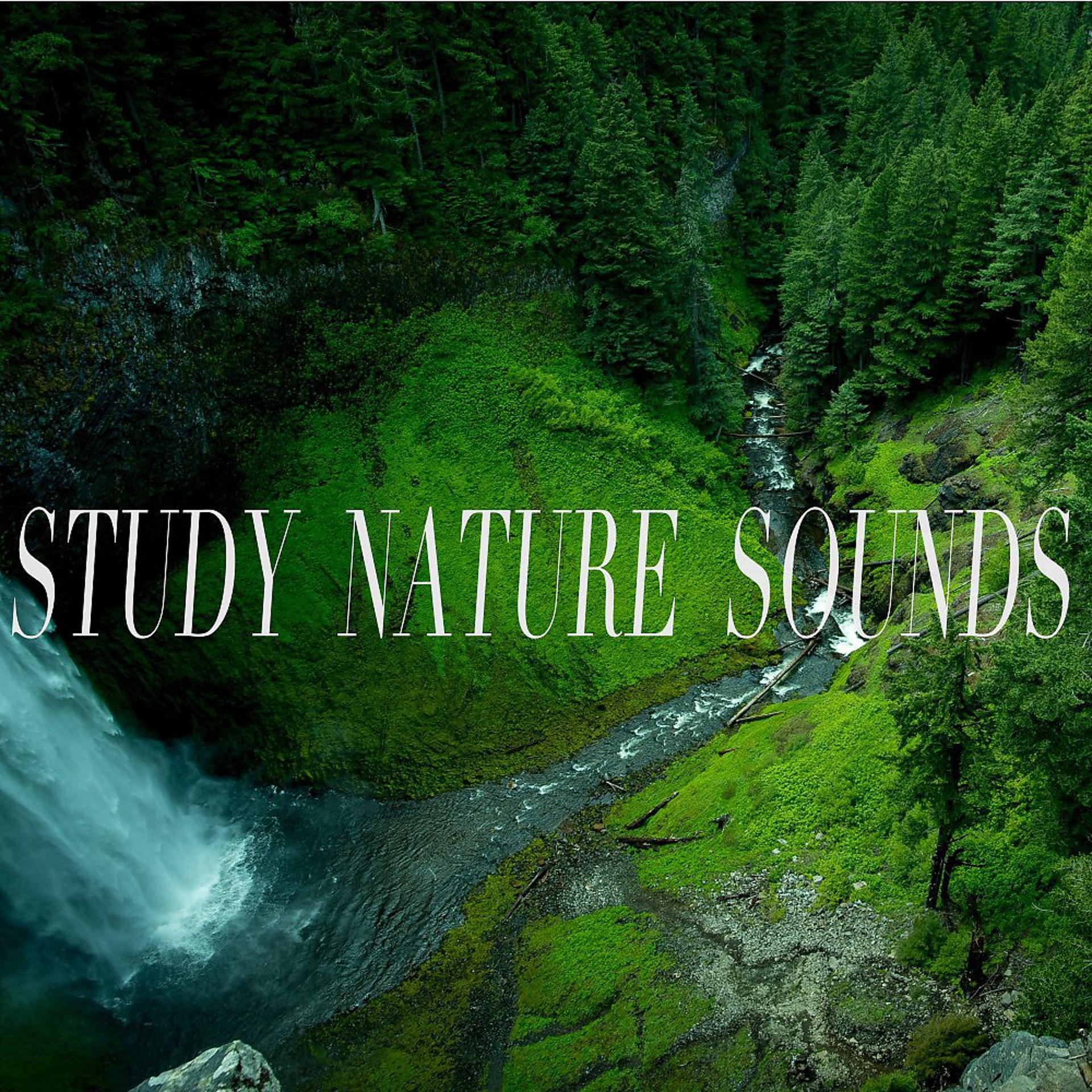 Постер альбома Study Nature Sounds