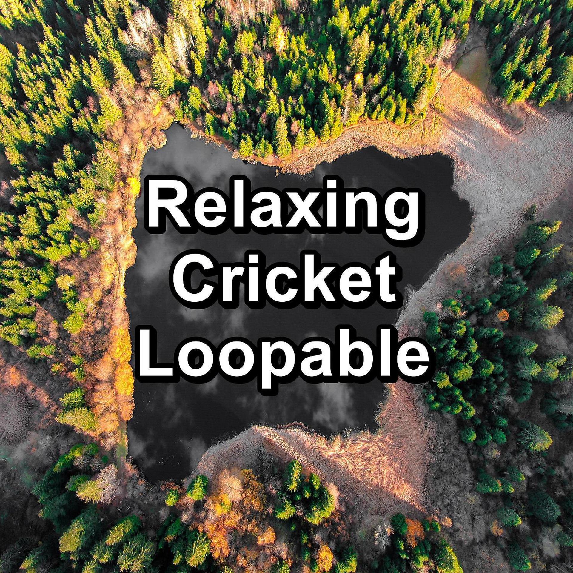 Постер альбома Relaxing Cricket Loopable