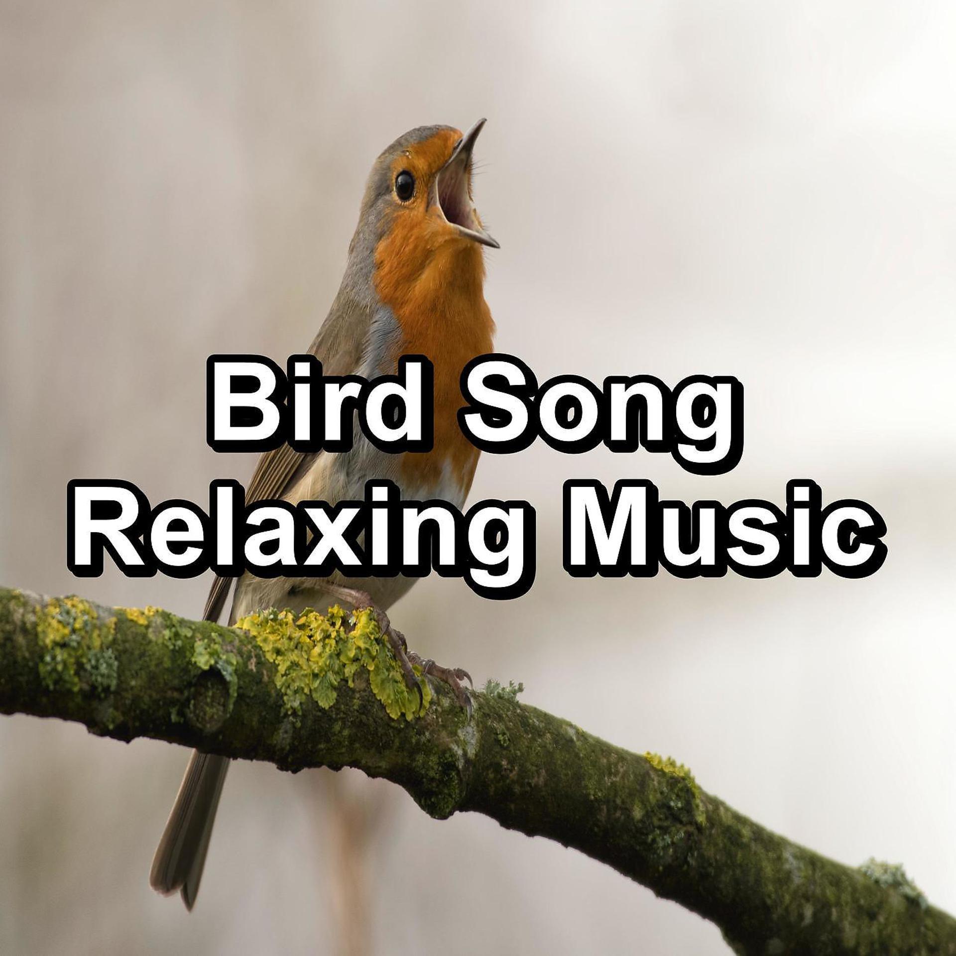 Постер альбома Bird Song Relaxing Music