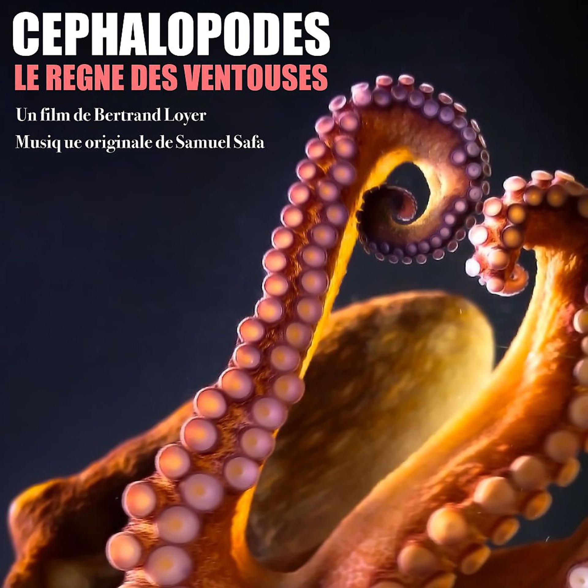 Постер альбома Céphalopode: Le règne des ventouses
