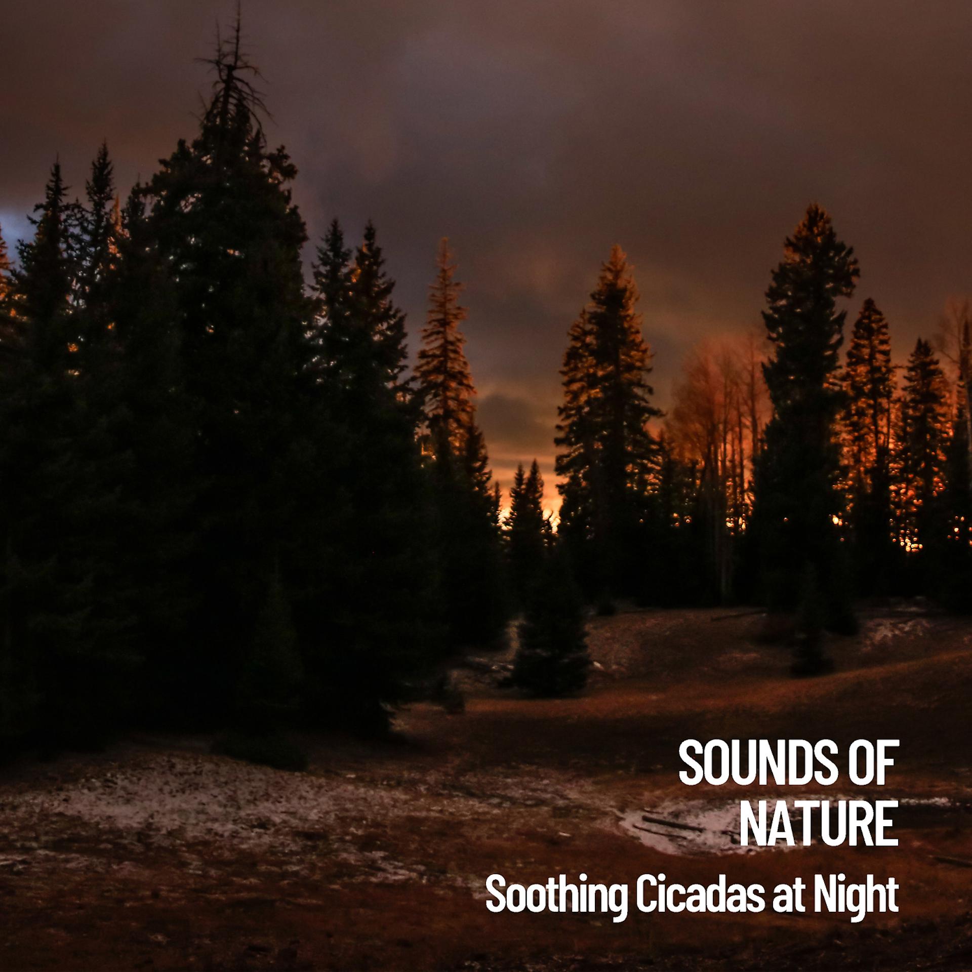 Постер альбома Sounds of Nature: Soothing Cicadas at Night