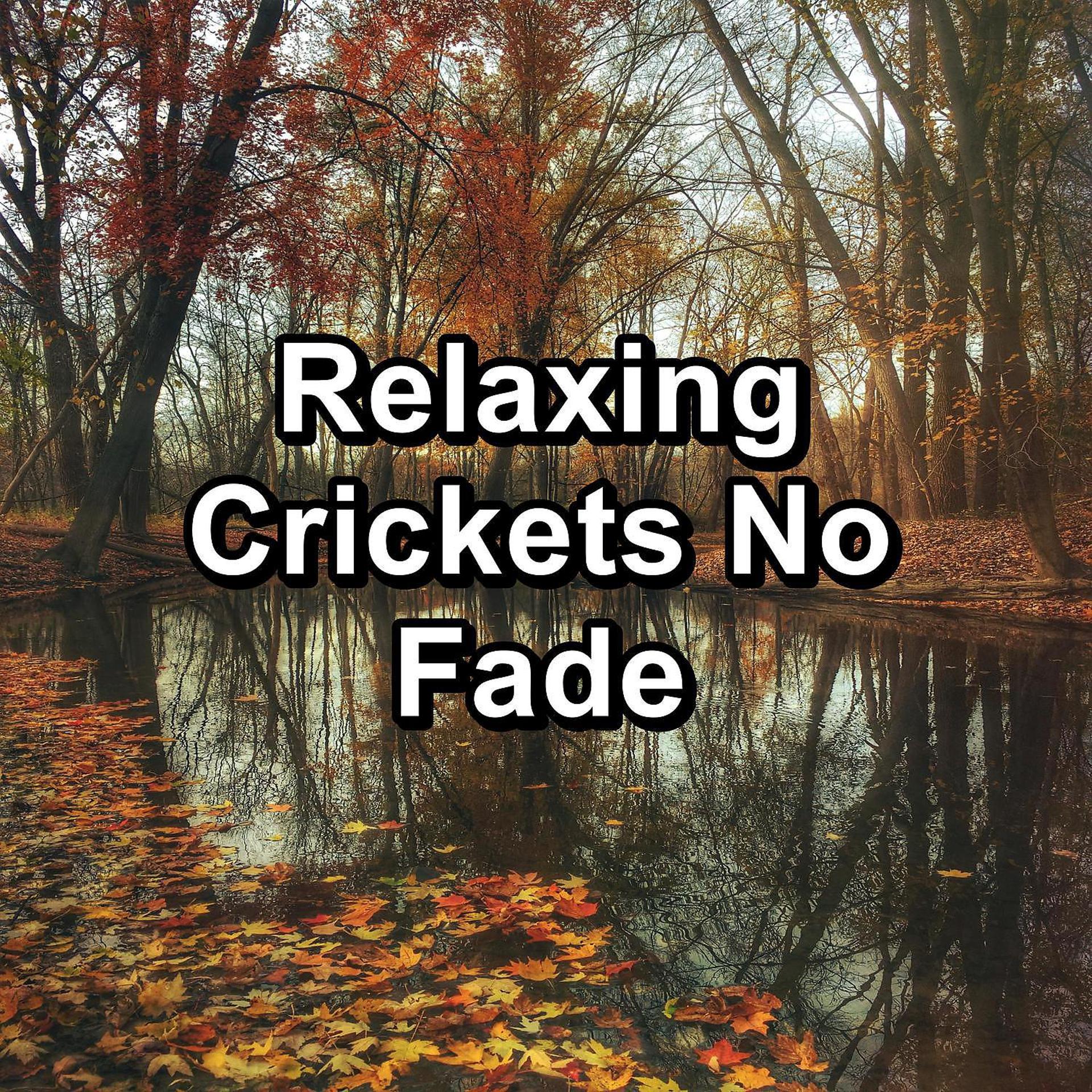 Постер альбома Relaxing Crickets No Fade
