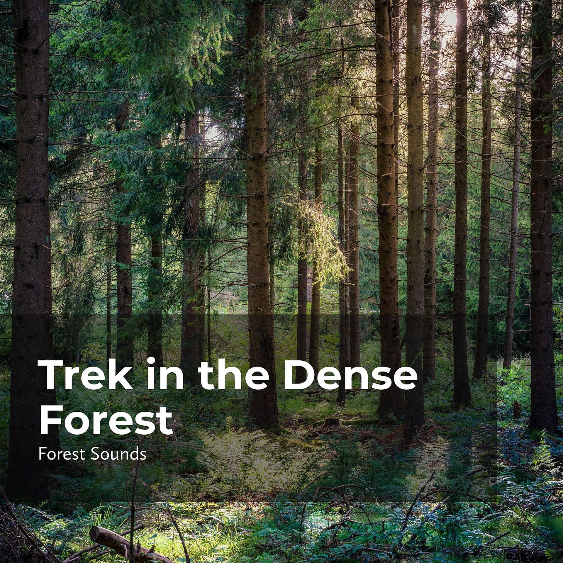 Постер альбома Trek in the Dense Forest