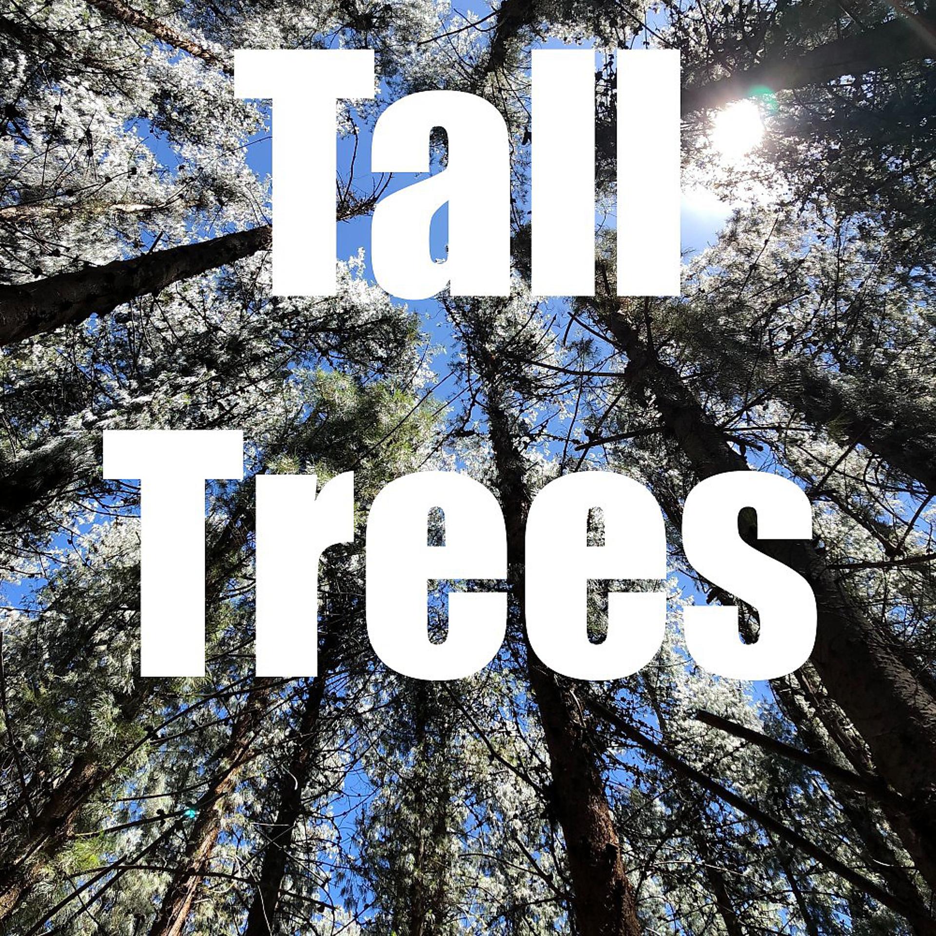 Постер альбома Tall Trees