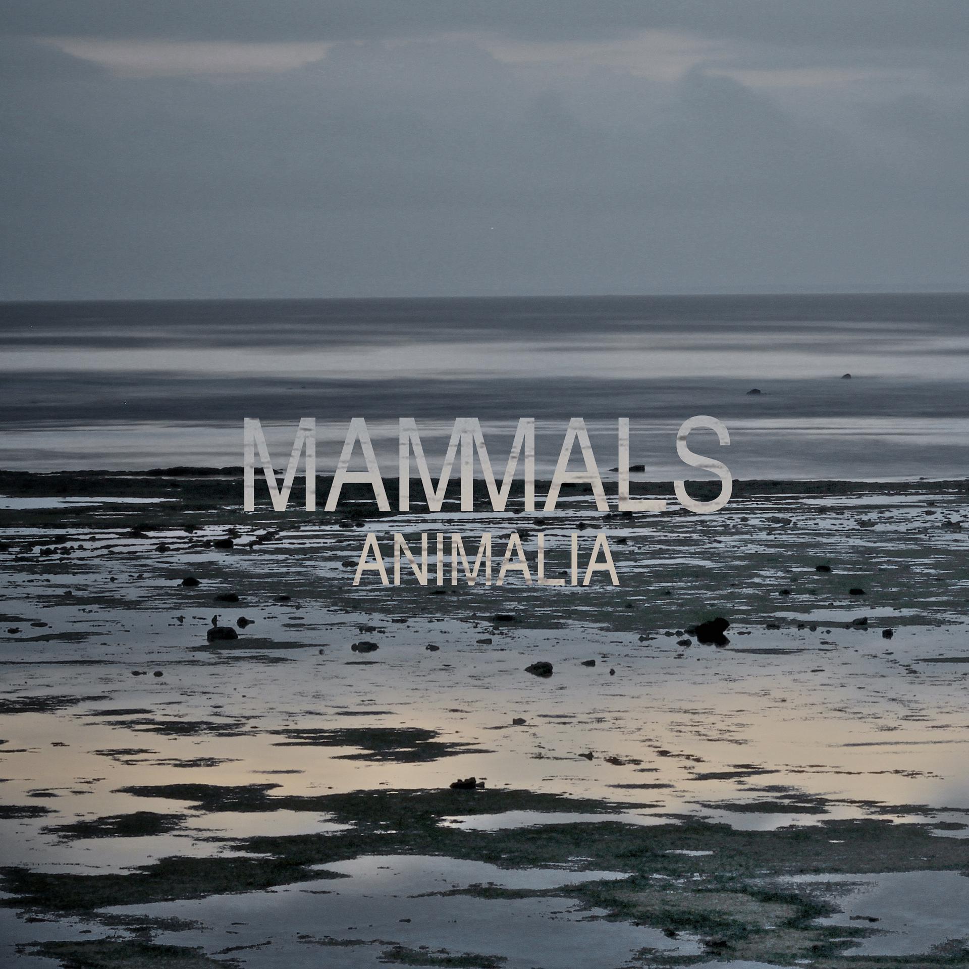 Постер альбома Animalia