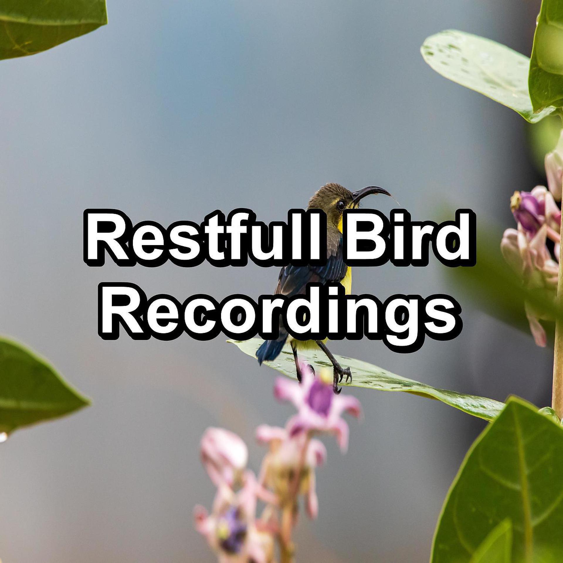 Постер альбома Restfull Bird Recordings