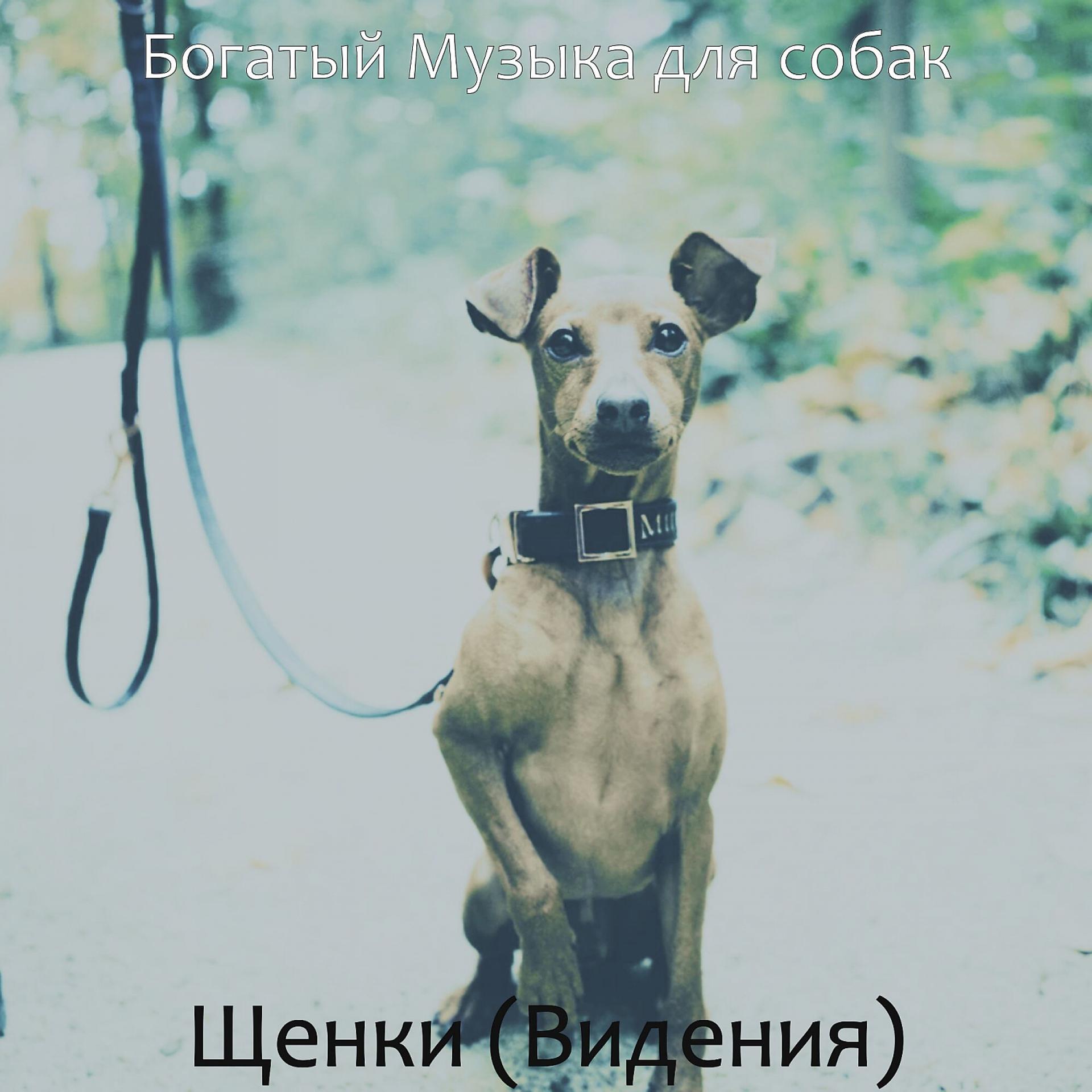 Постер альбома Щенки (Видения)