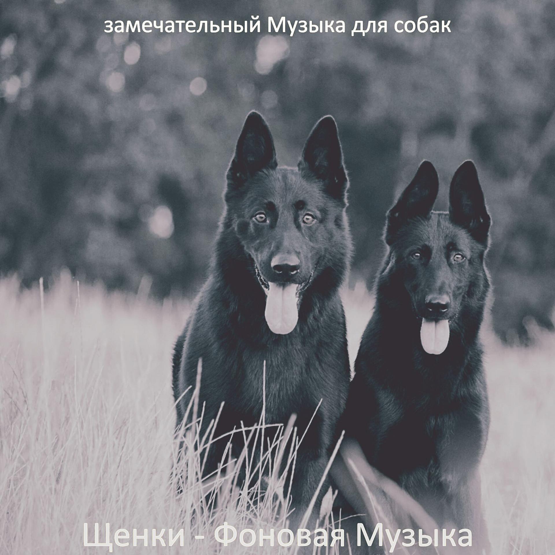 Постер альбома Щенки - Фоновая Музыка