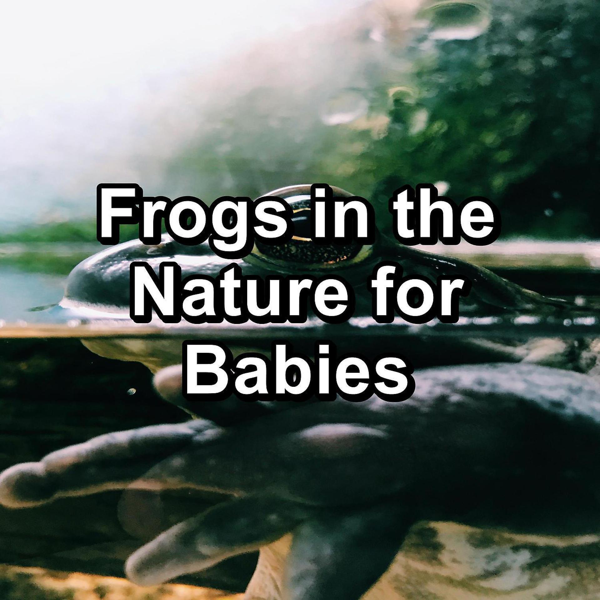 Постер альбома Frogs in the Nature for Babies