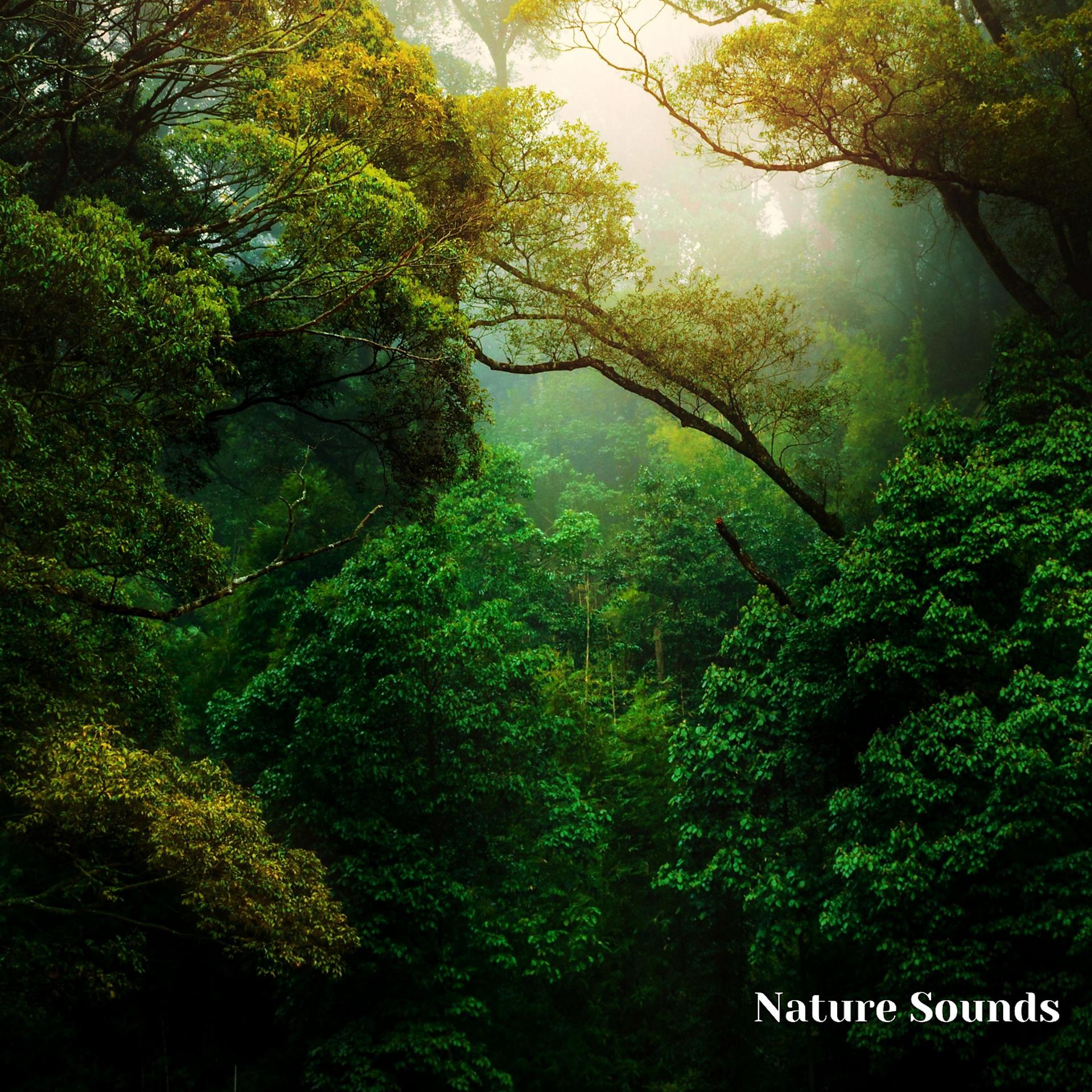 Постер альбома Calming Nature Sounds and Sounds of Nature, Session 9