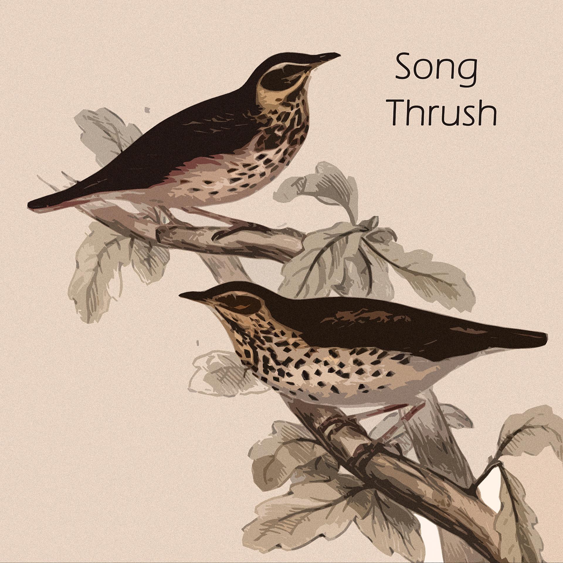 Постер альбома Song Thrush