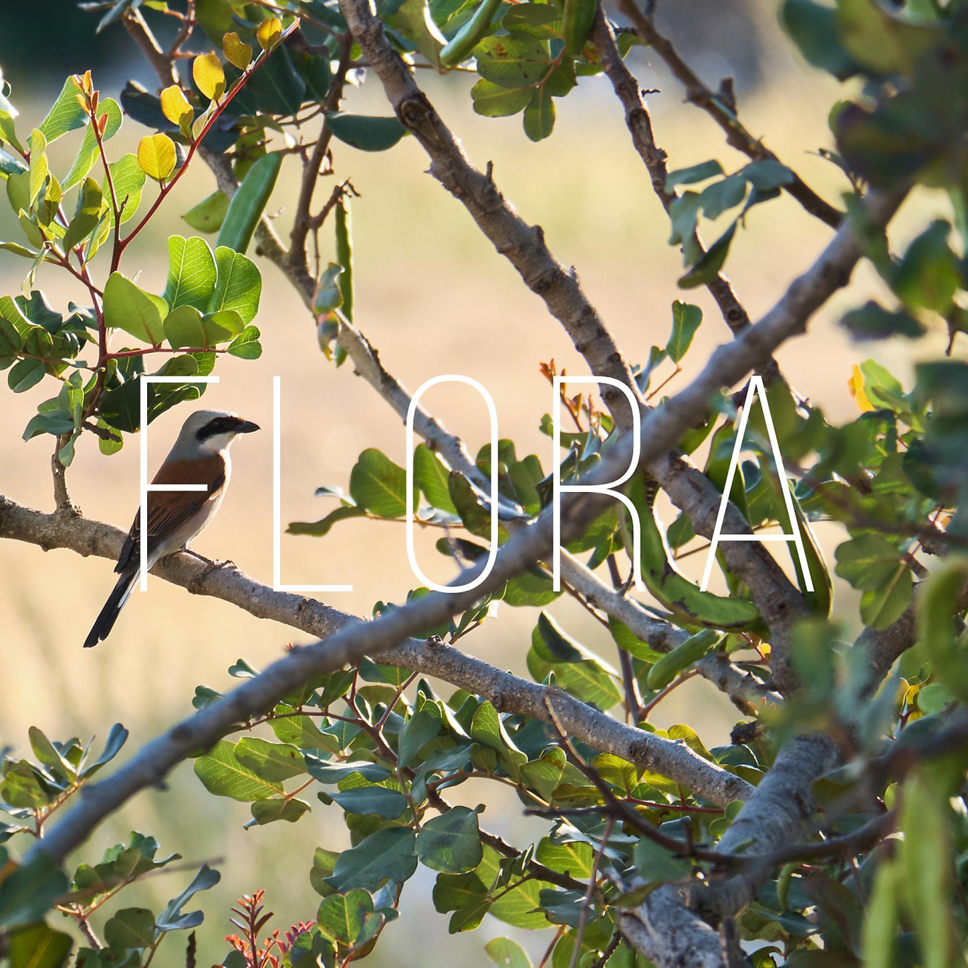 Постер альбома Flora