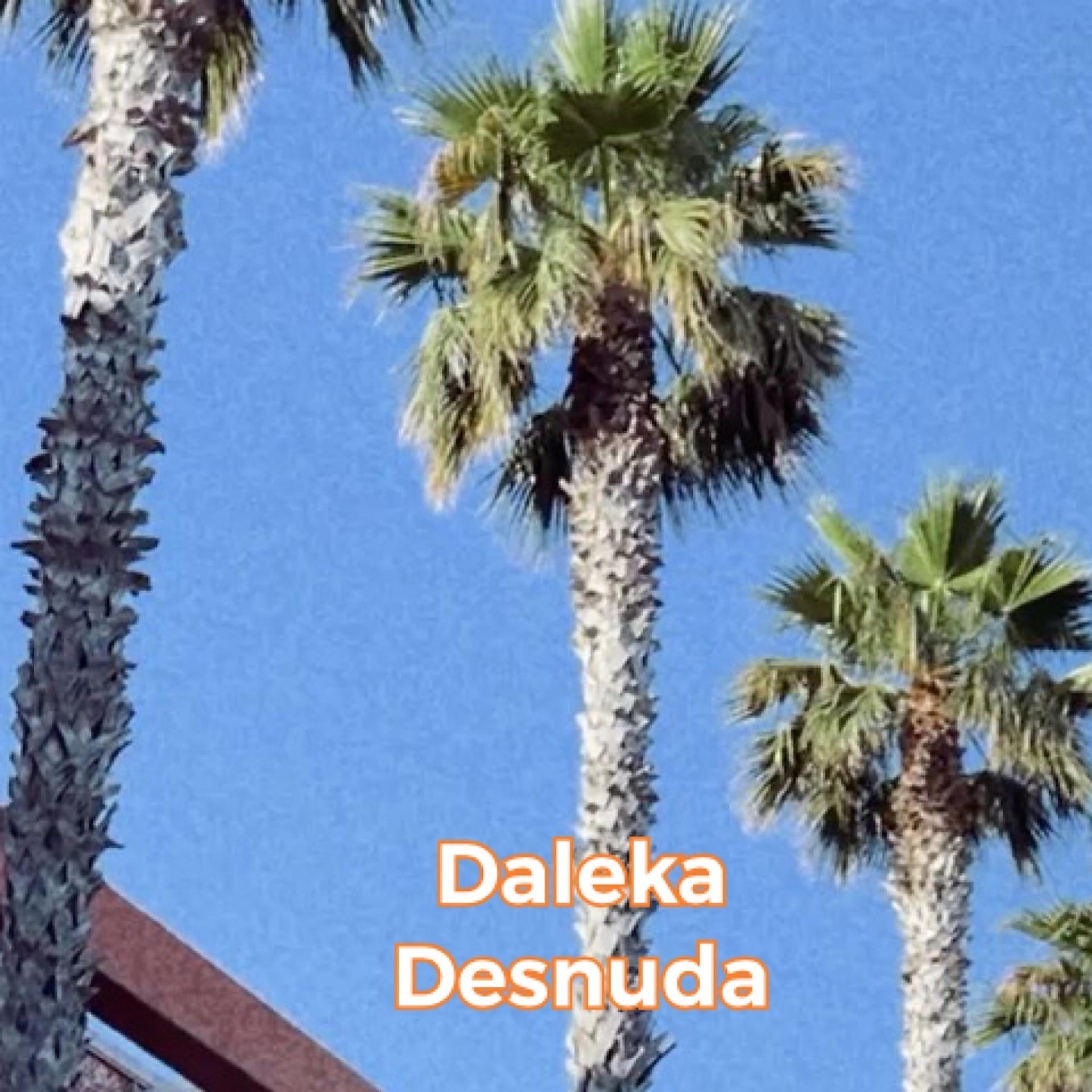 Постер альбома Desnuda