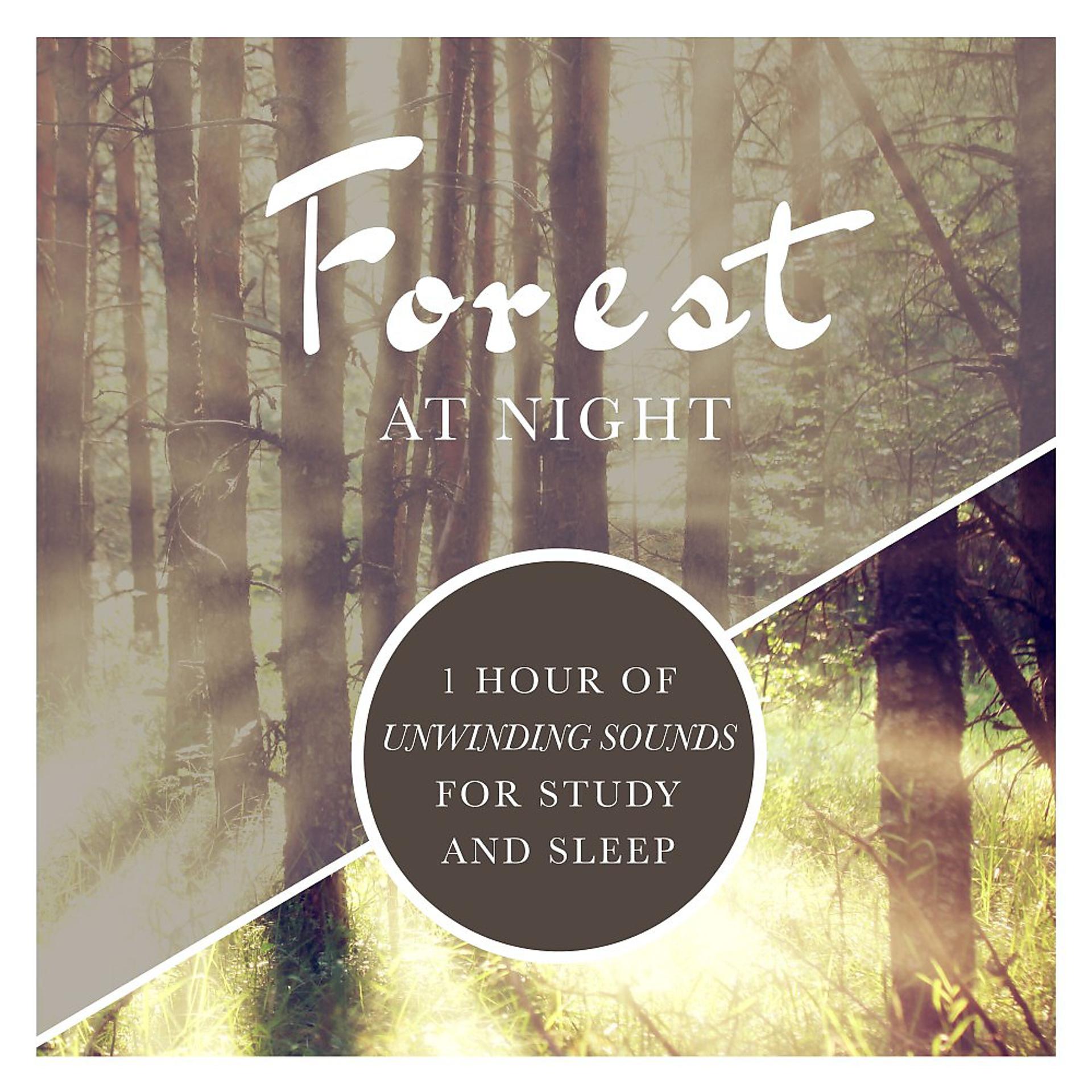 Постер альбома Forest at Night: 1 Hour of Unwinding Sounds for Study and Sleep
