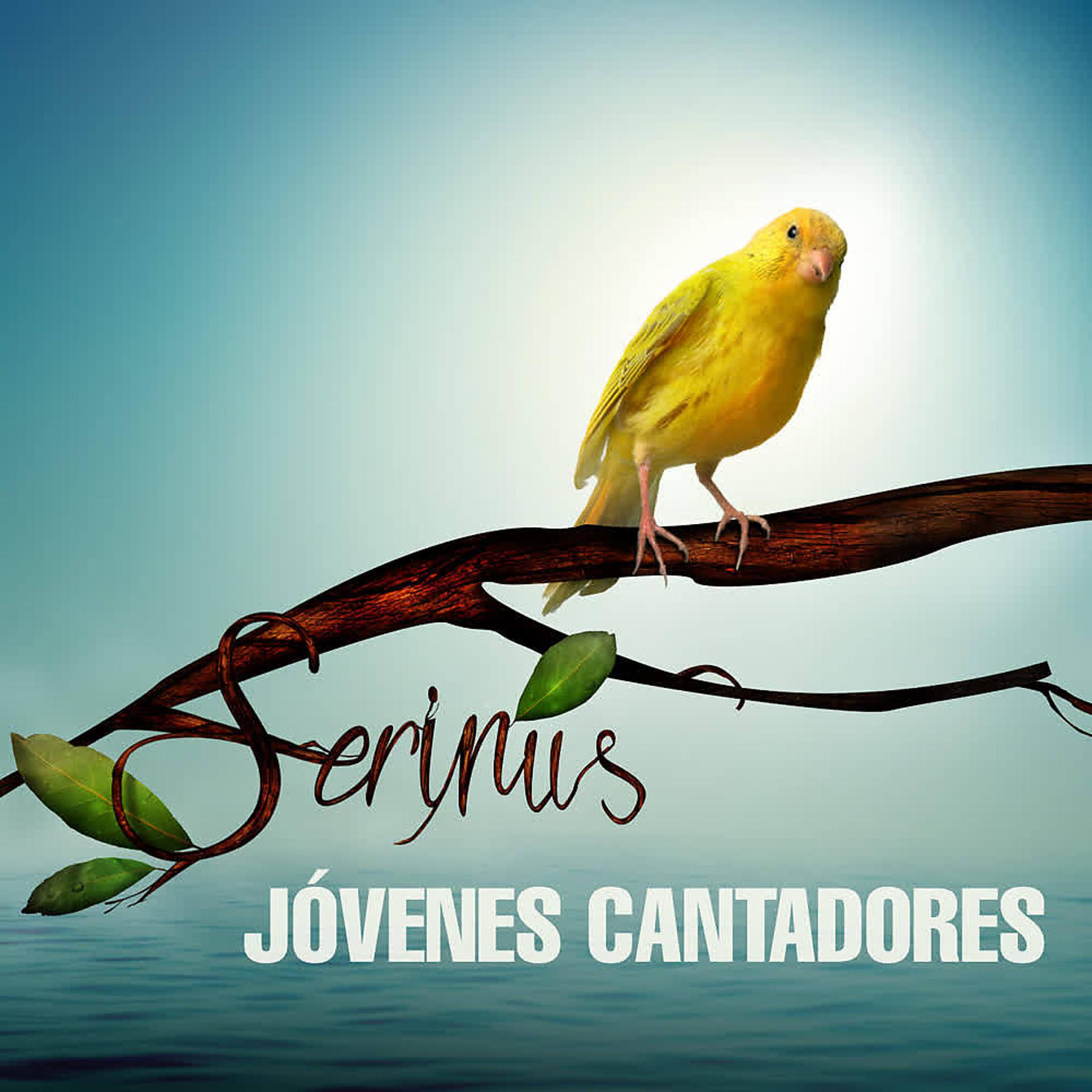 Постер альбома Serinus