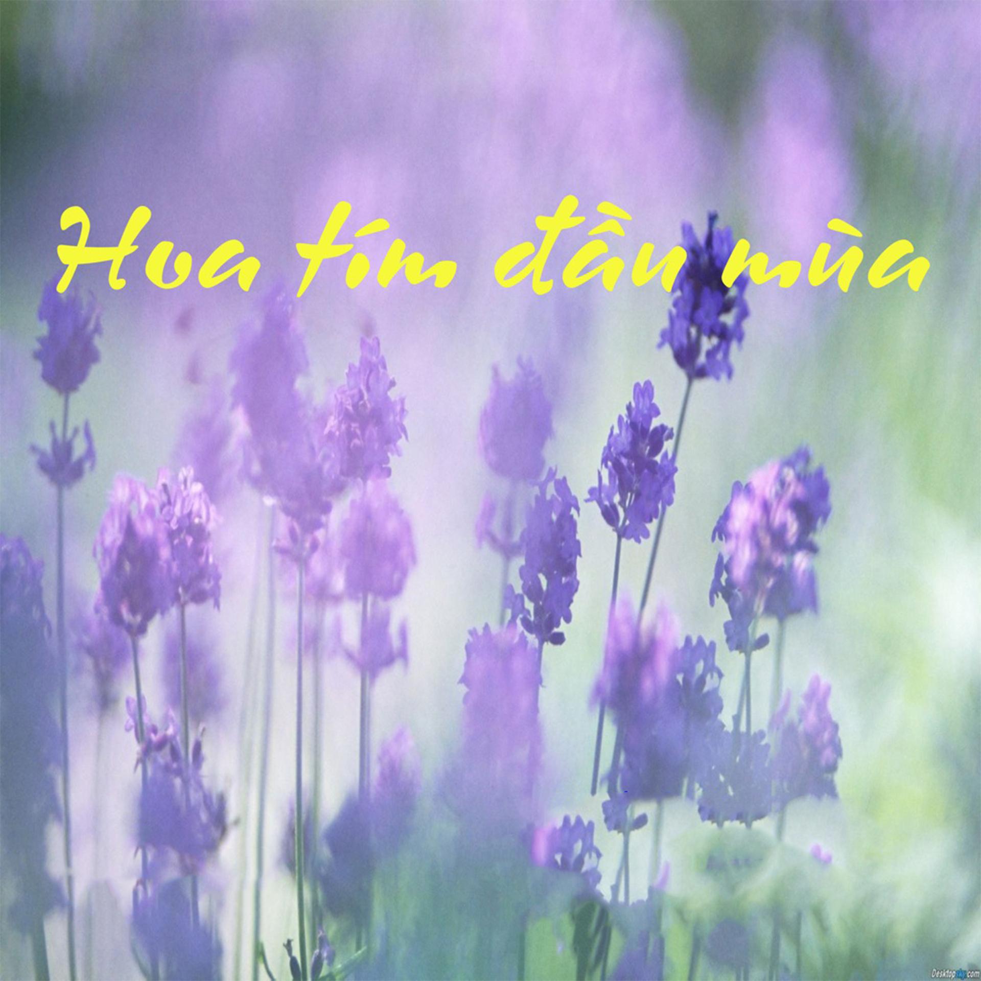 Постер альбома Hoa Tím Đầu Mùa