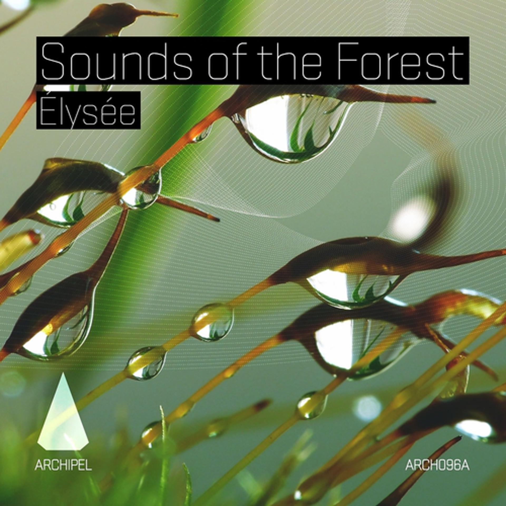 Постер альбома Sounds of the Forest
