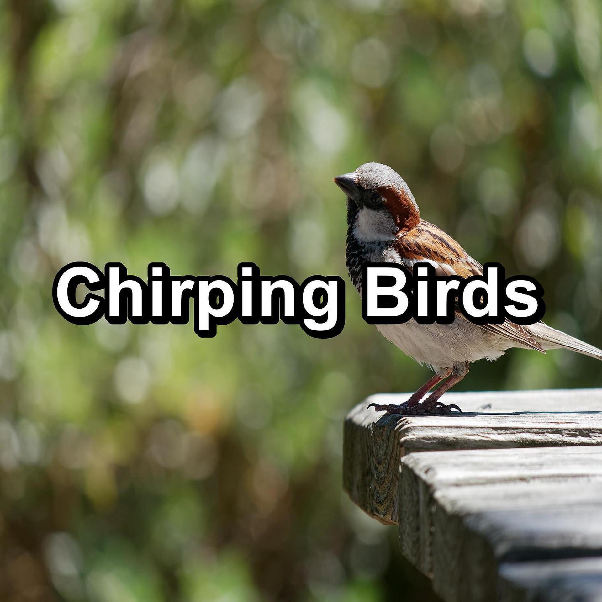 Постер альбома Chirping Birds