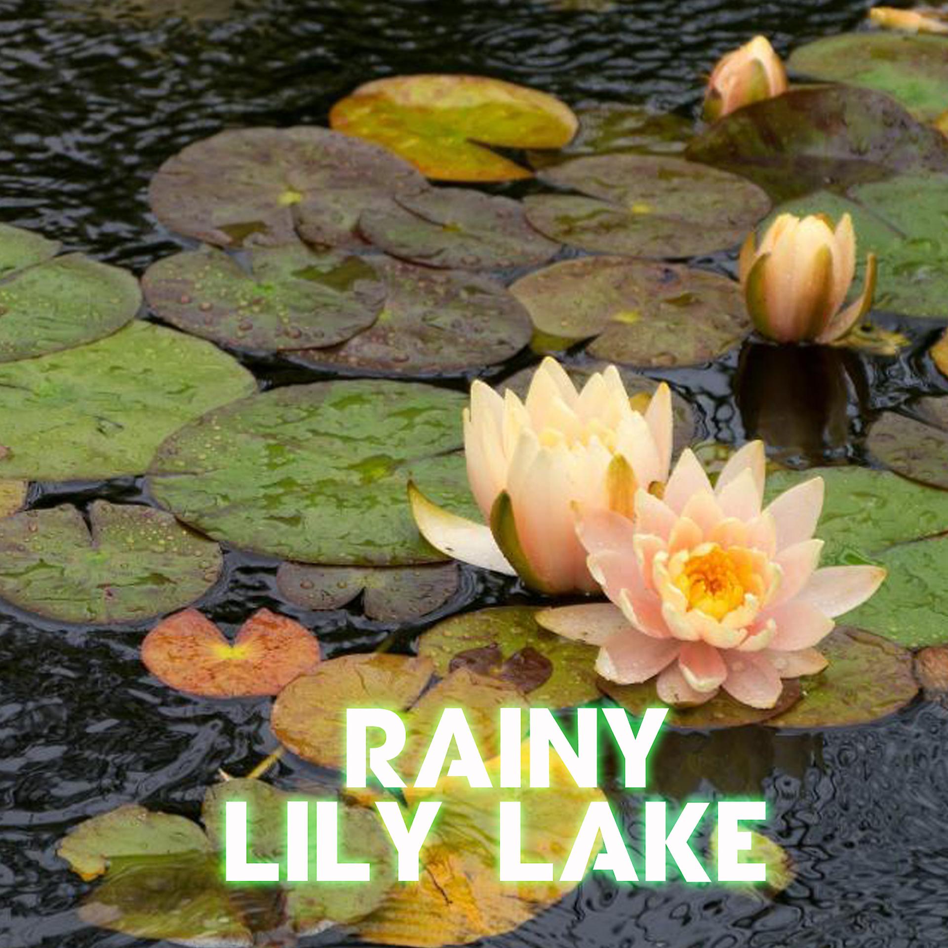 Постер альбома Rainy Lily Lake (feat. Rain Sound)
