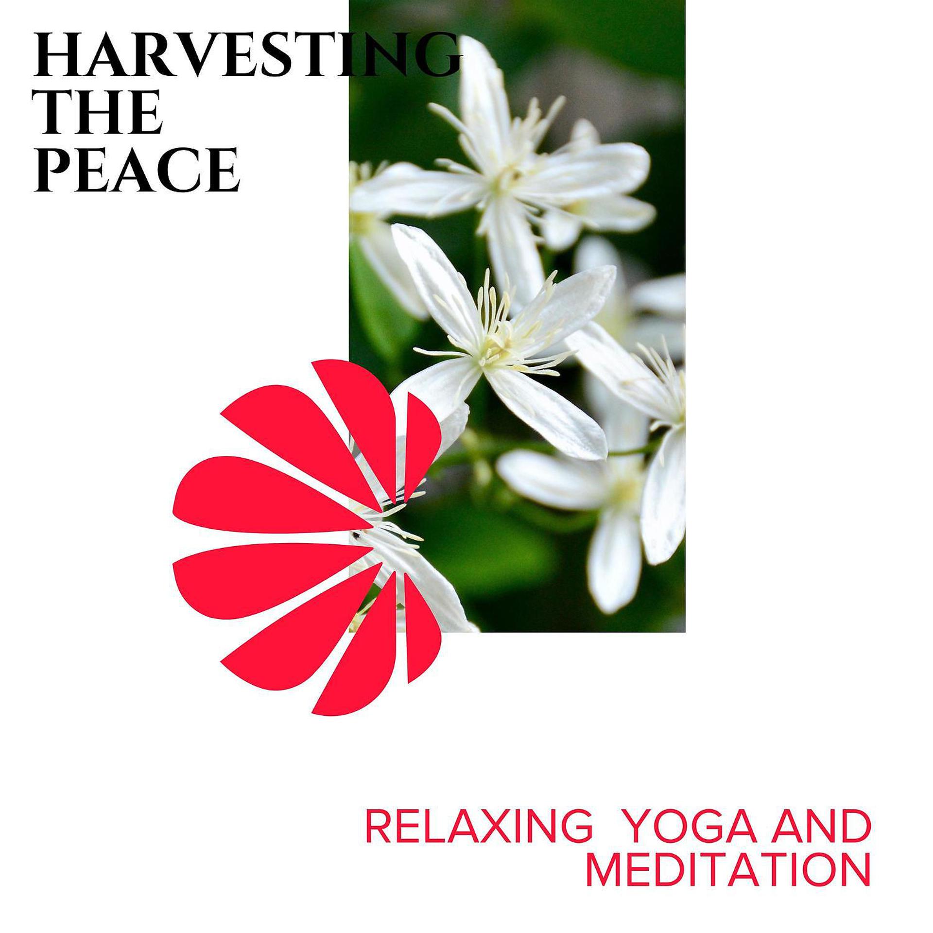Постер альбома Harvesting the Peace - Relaxing Yoga and Meditation