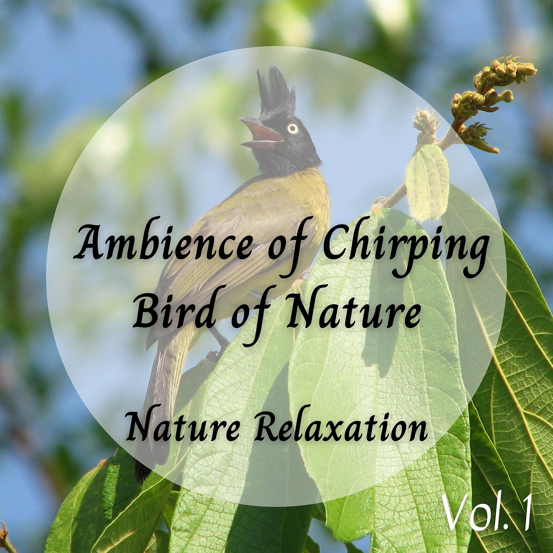 Постер альбома Nature Relaxation: Ambience of Chirping Bird of Nature - 1 Hour